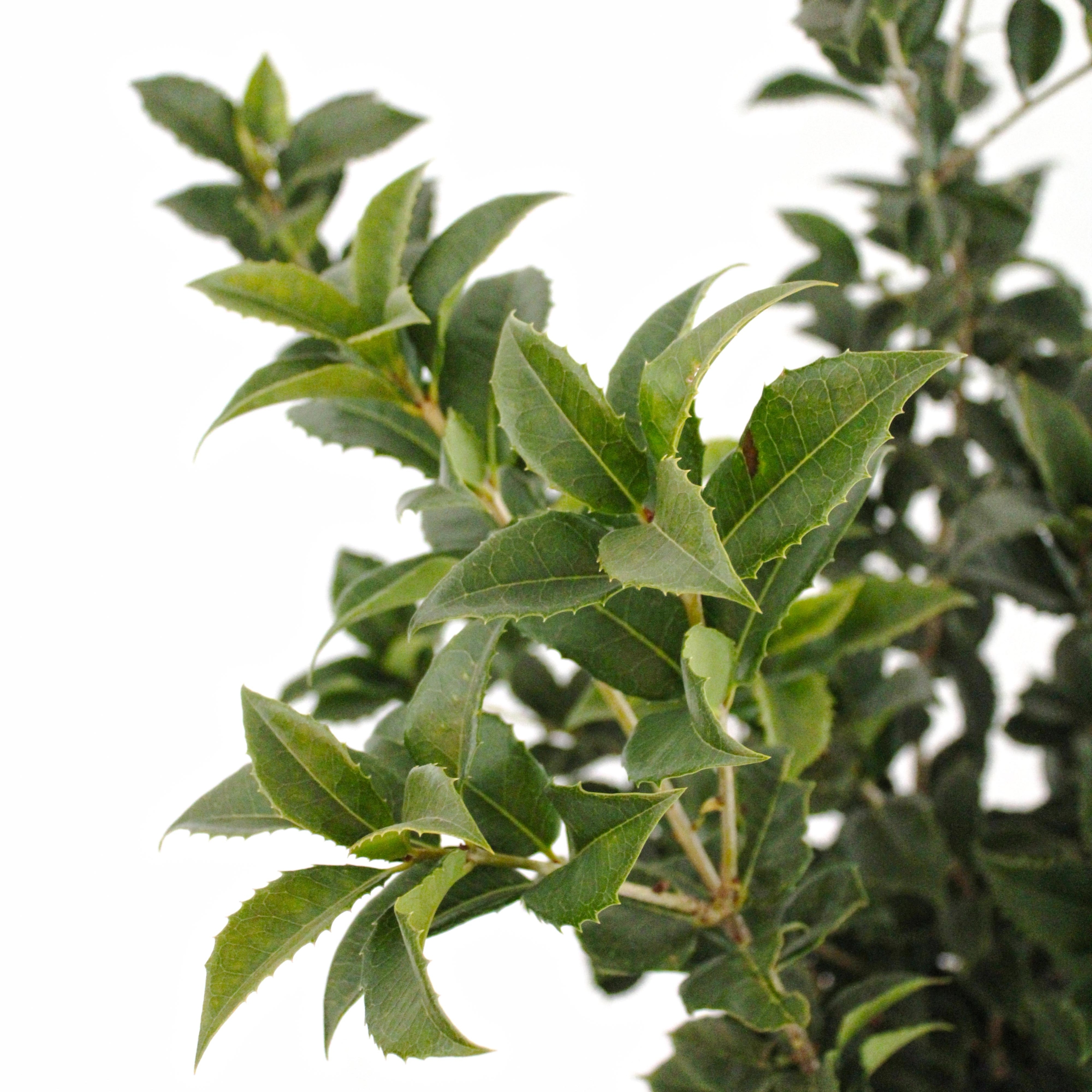 Osmanthus Aquifolium vaso 24 (11)