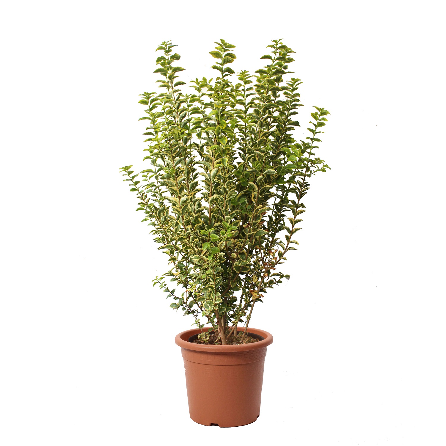 ligustrum ovalifolium 24 r