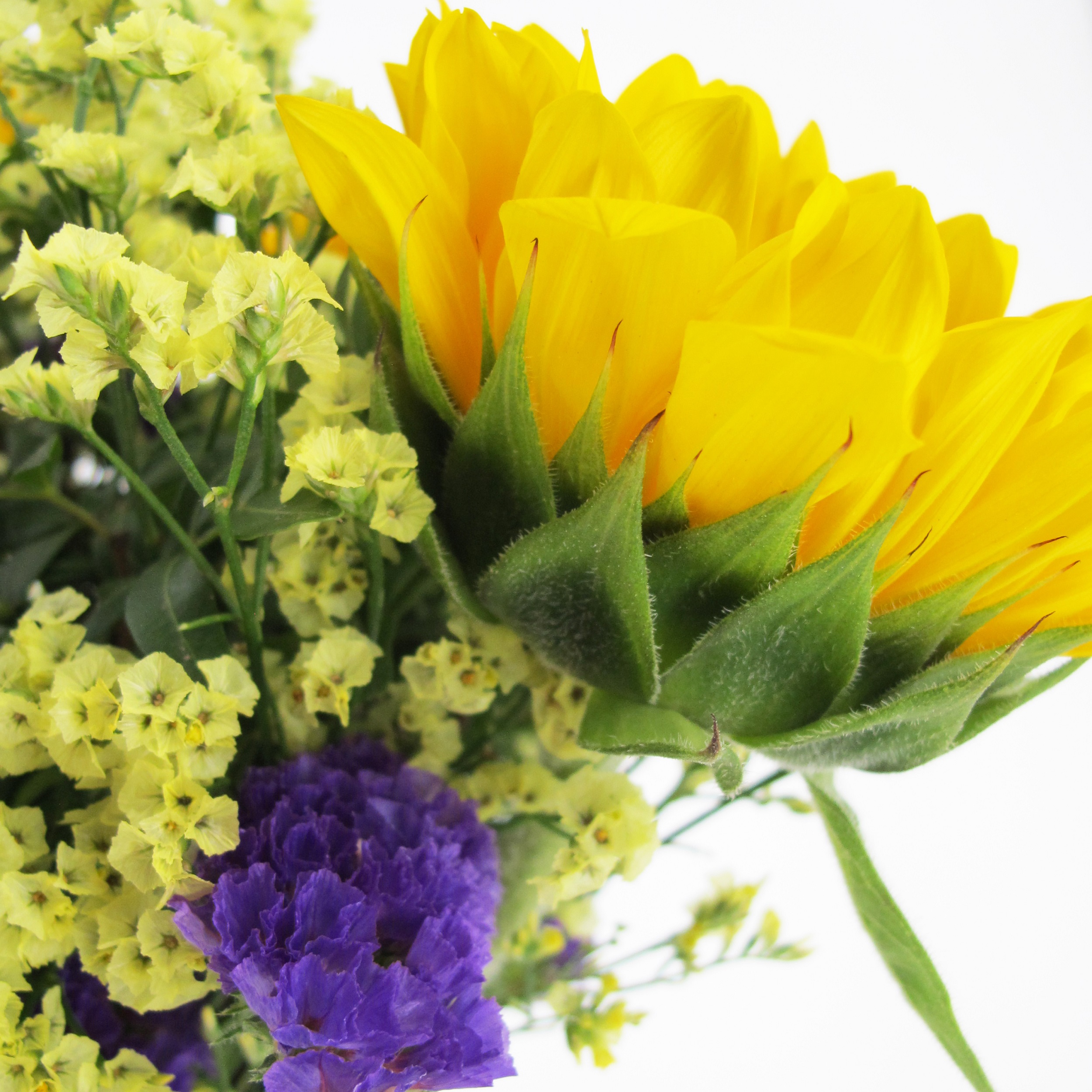 PTG-Bouquet-Estate2_0000_Livello 7