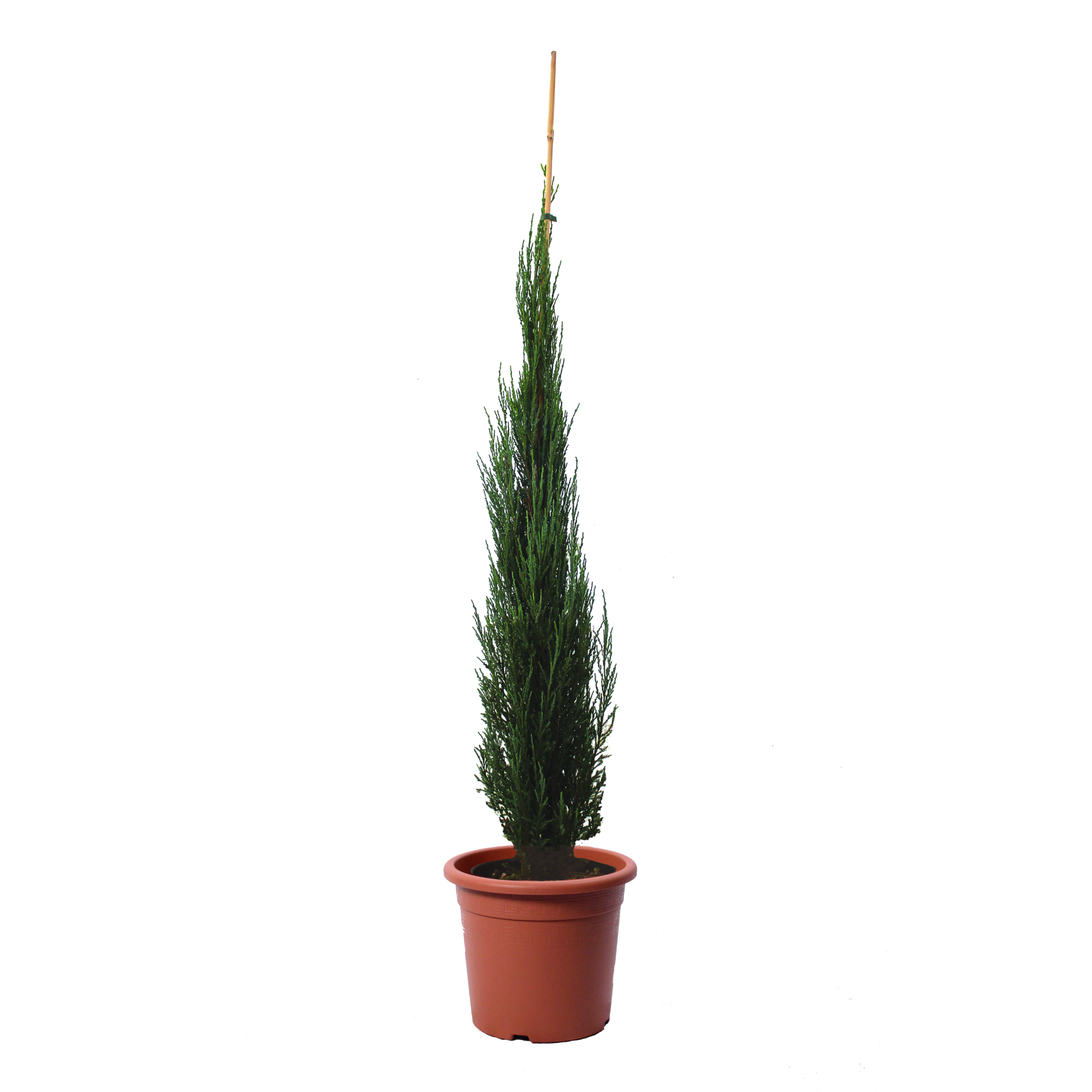 juniperus virginiana blue arrow vaso 30