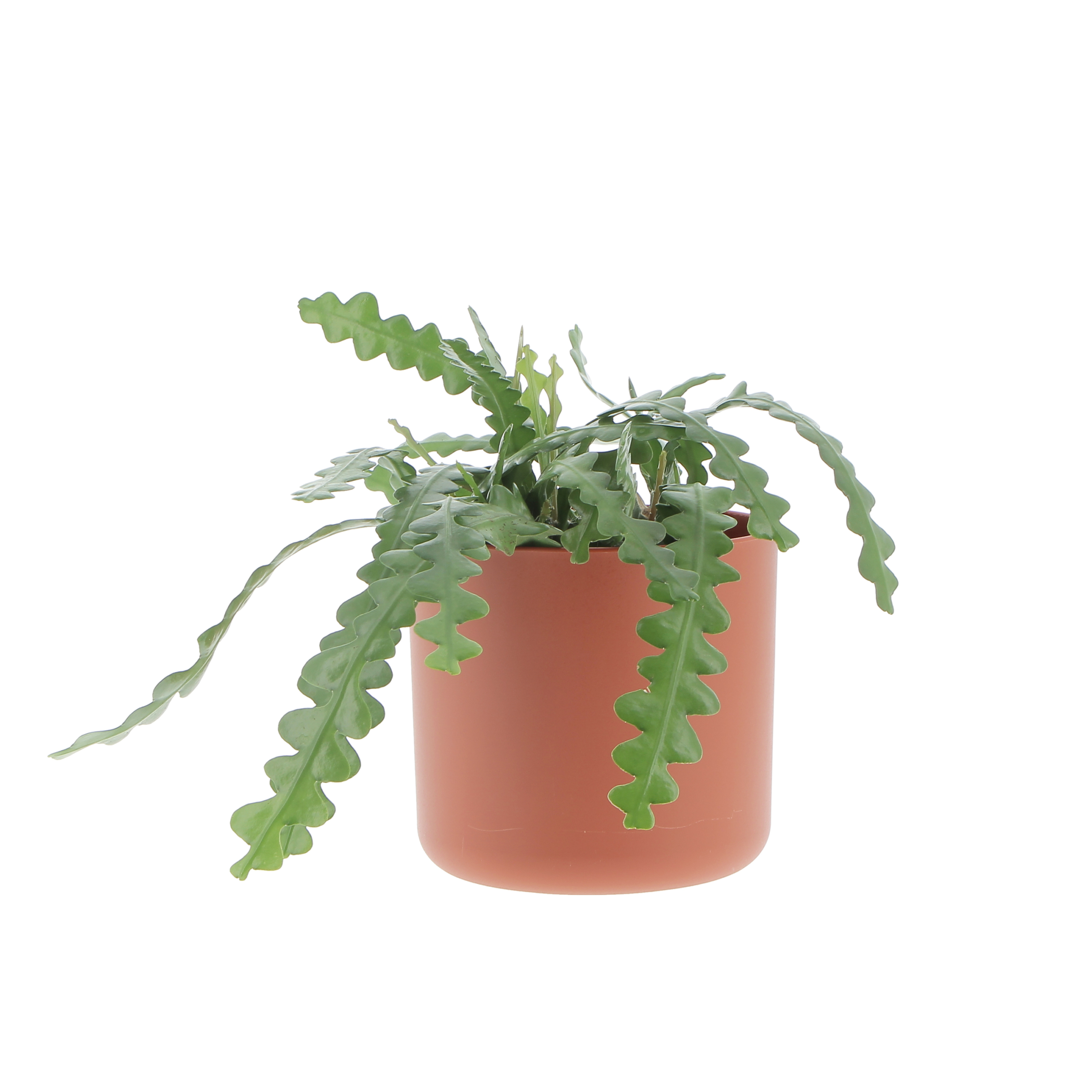 PTG-Epiphyllum-anguliger-bk15-ricadente-b-for-soft-round-16brique