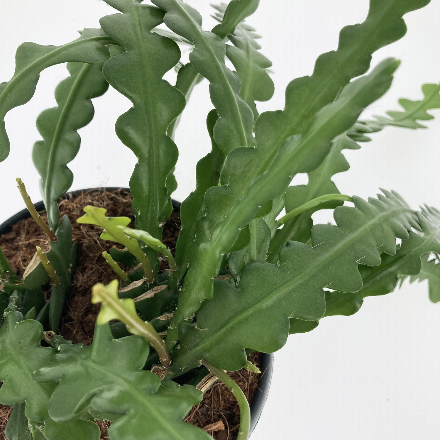 PTG-Epiphyllum-anguliger-bk15-ricadente-part1 r