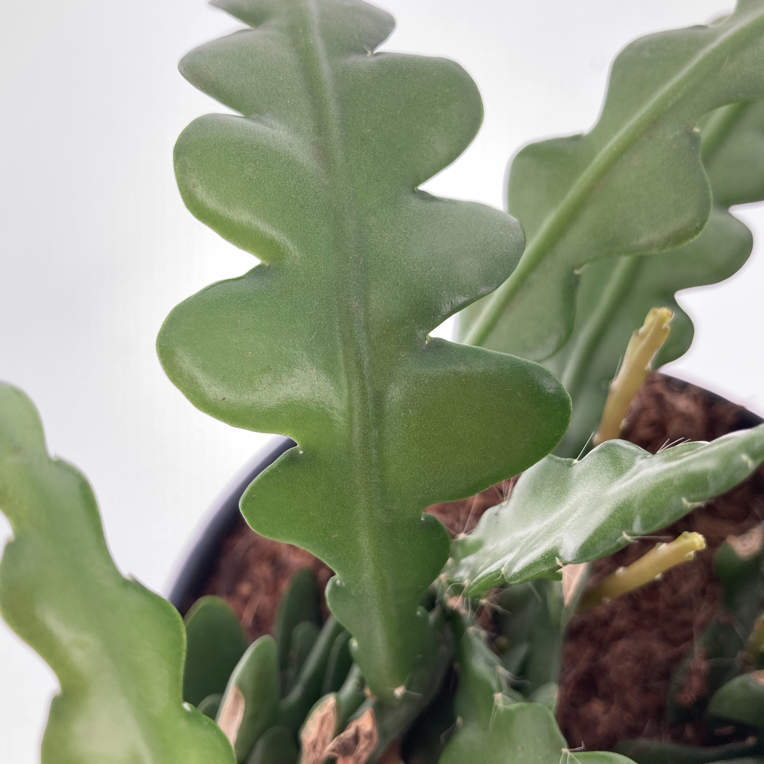 PTG-Epiphyllum-anguliger-bk15-ricadente-part2
