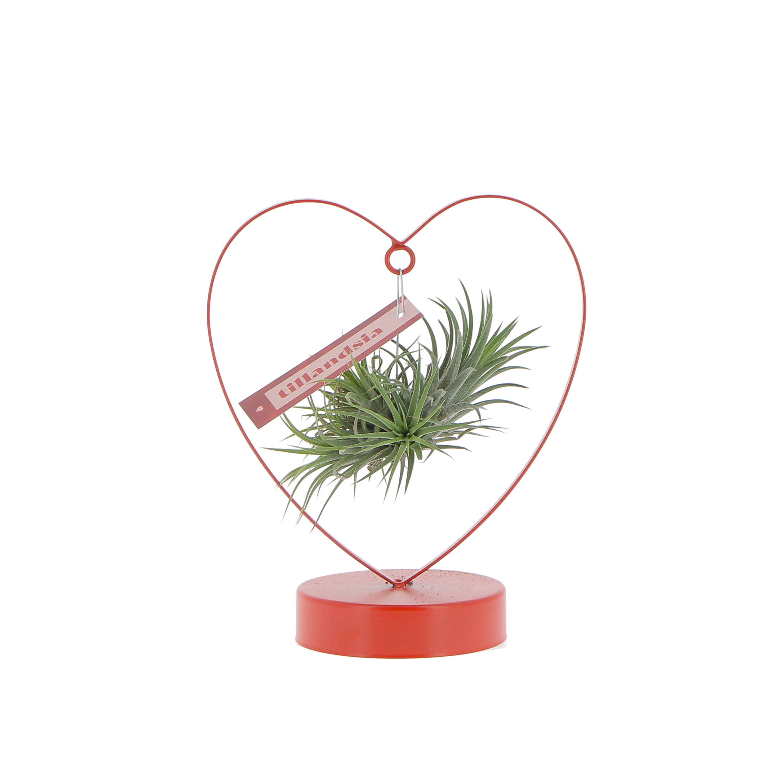 PTG-Tillandsia-cuore_frontale