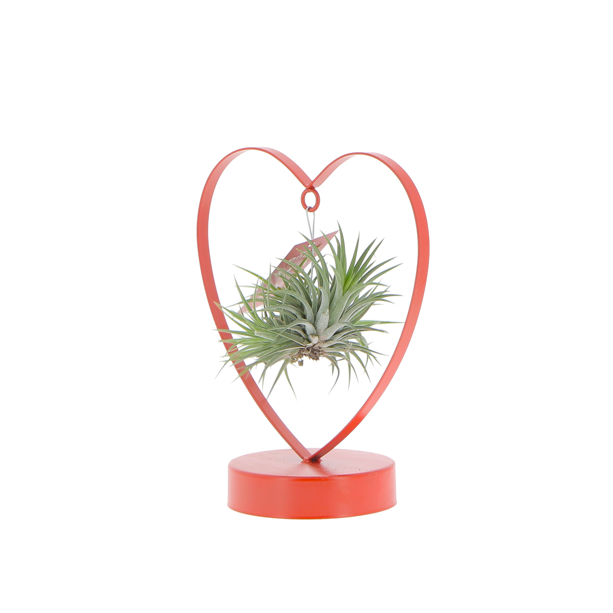 PTG-Tillandsia-cuore_frontale2