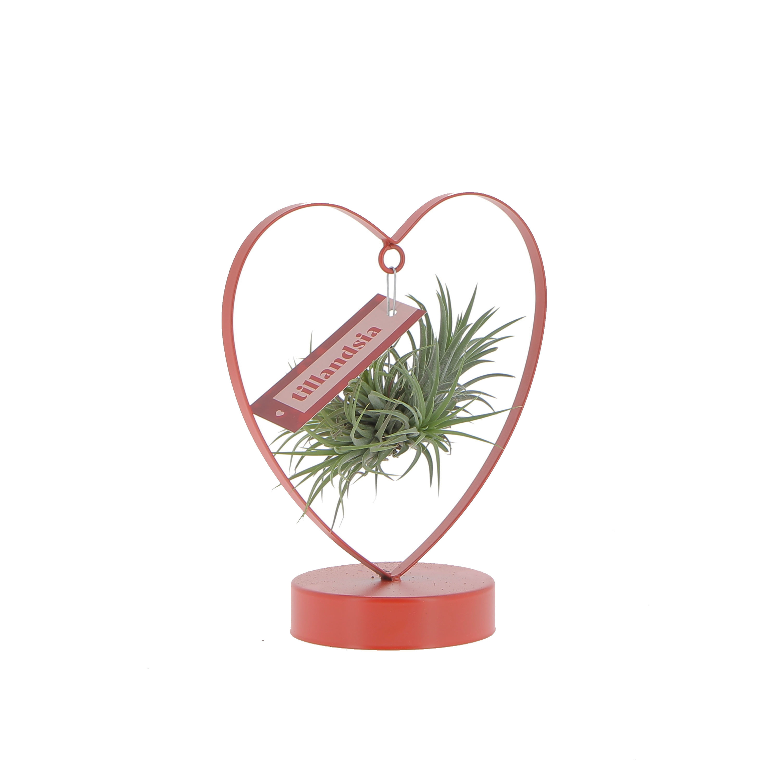 PTG-Tillandsia-cuore_frontale3