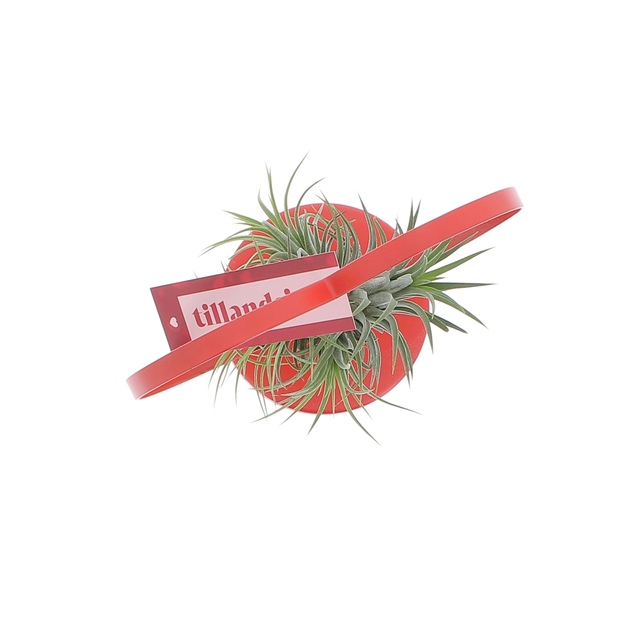PTG-Tillandsia-cuore_sopra