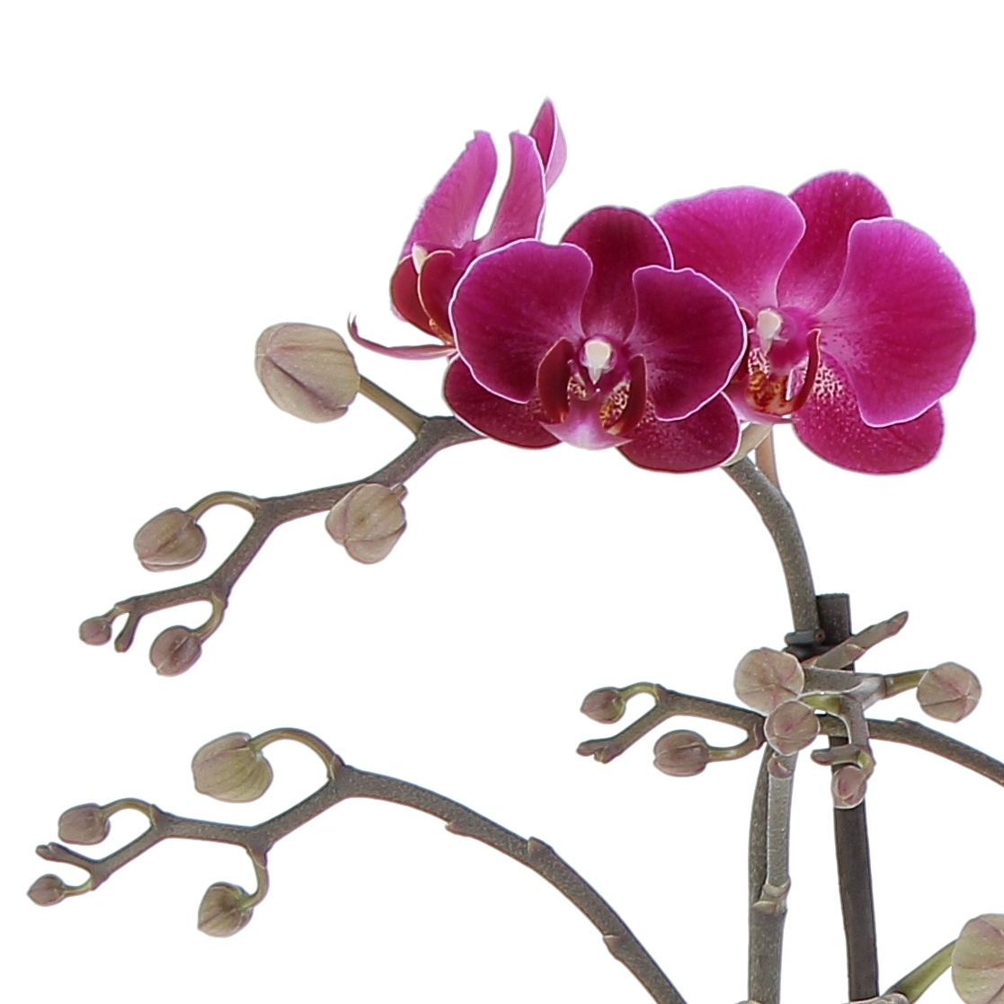 PhalaenopsisFloweralternativa-0001