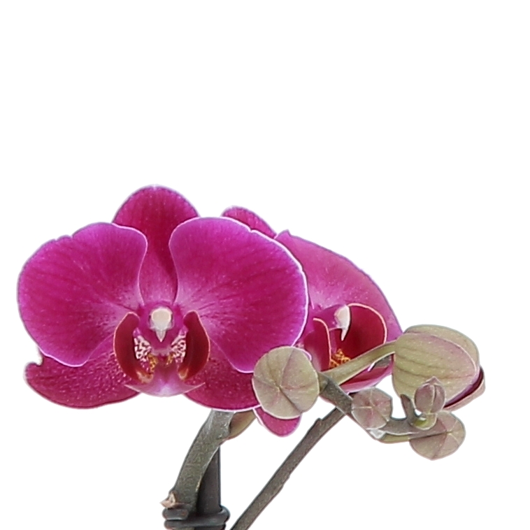 PhalaenopsisFloweralternativa-0002