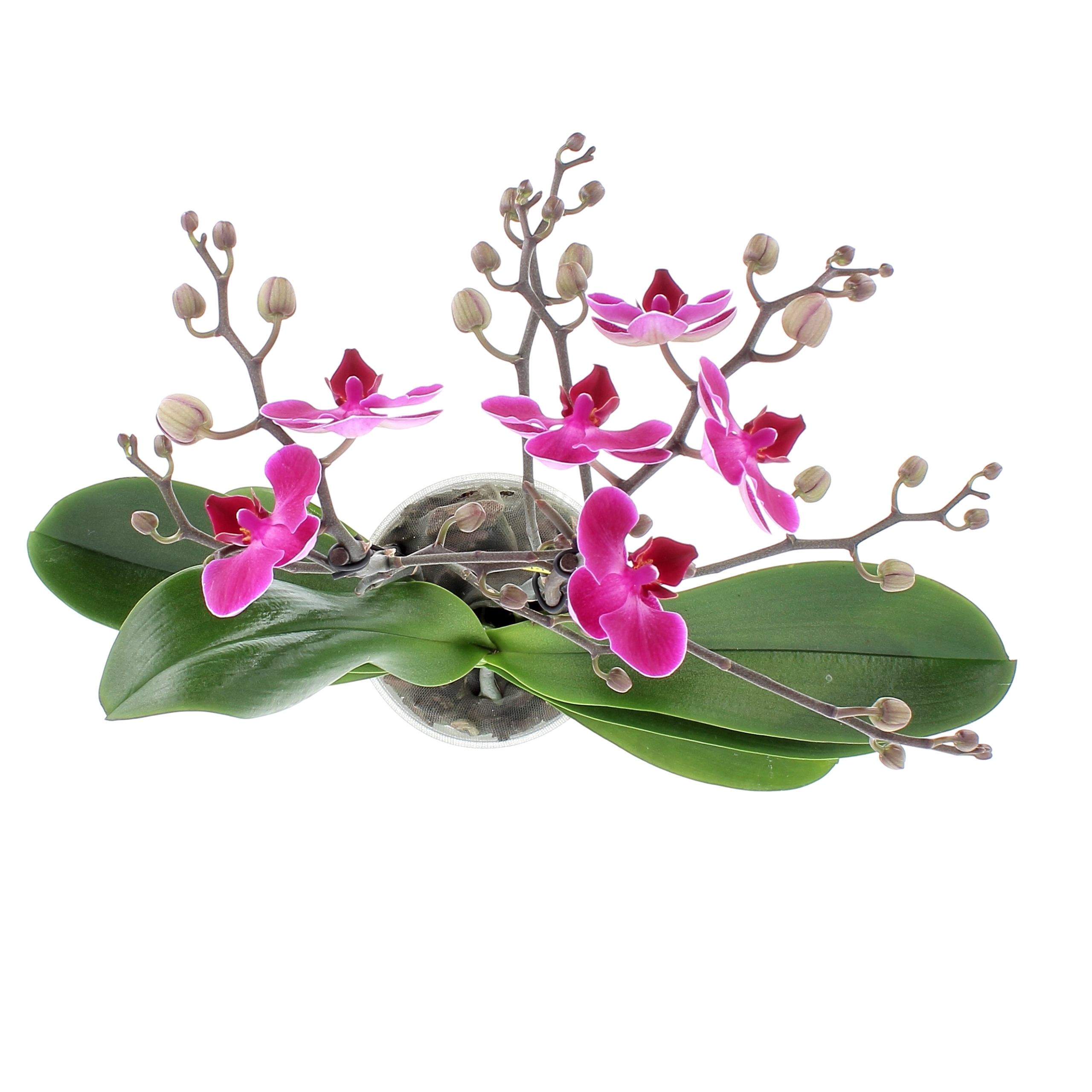 PhalaenopsisFloweralternativa-0003