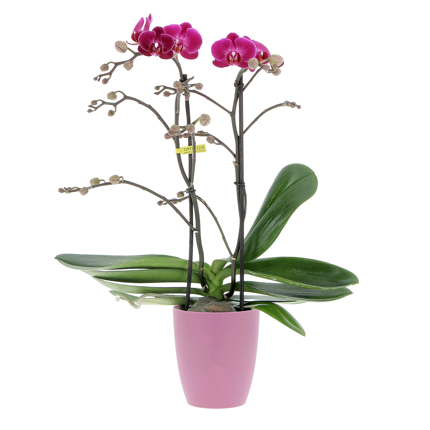 PhalaenopsisFloweralternativa-vivid-violet