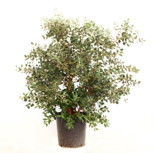 Metrosideros Excelsa