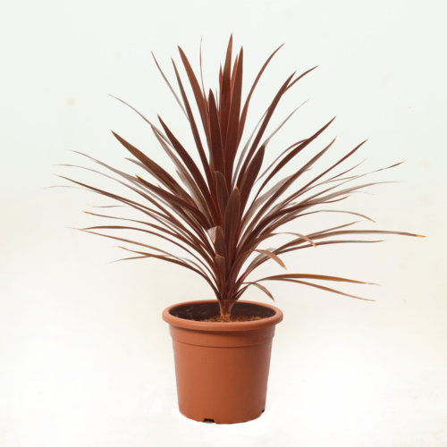 Cordyline Australis Red Star
