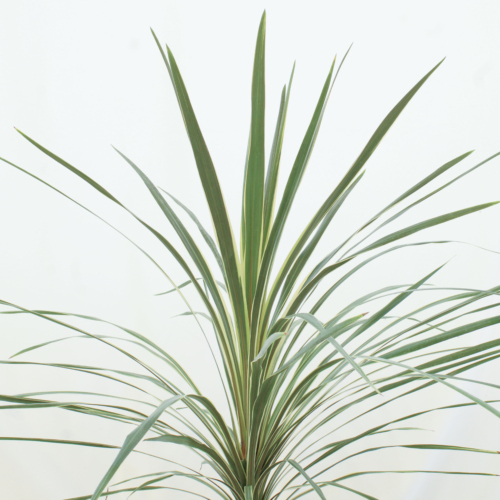 Cordyline Australis Torbay Dazzler