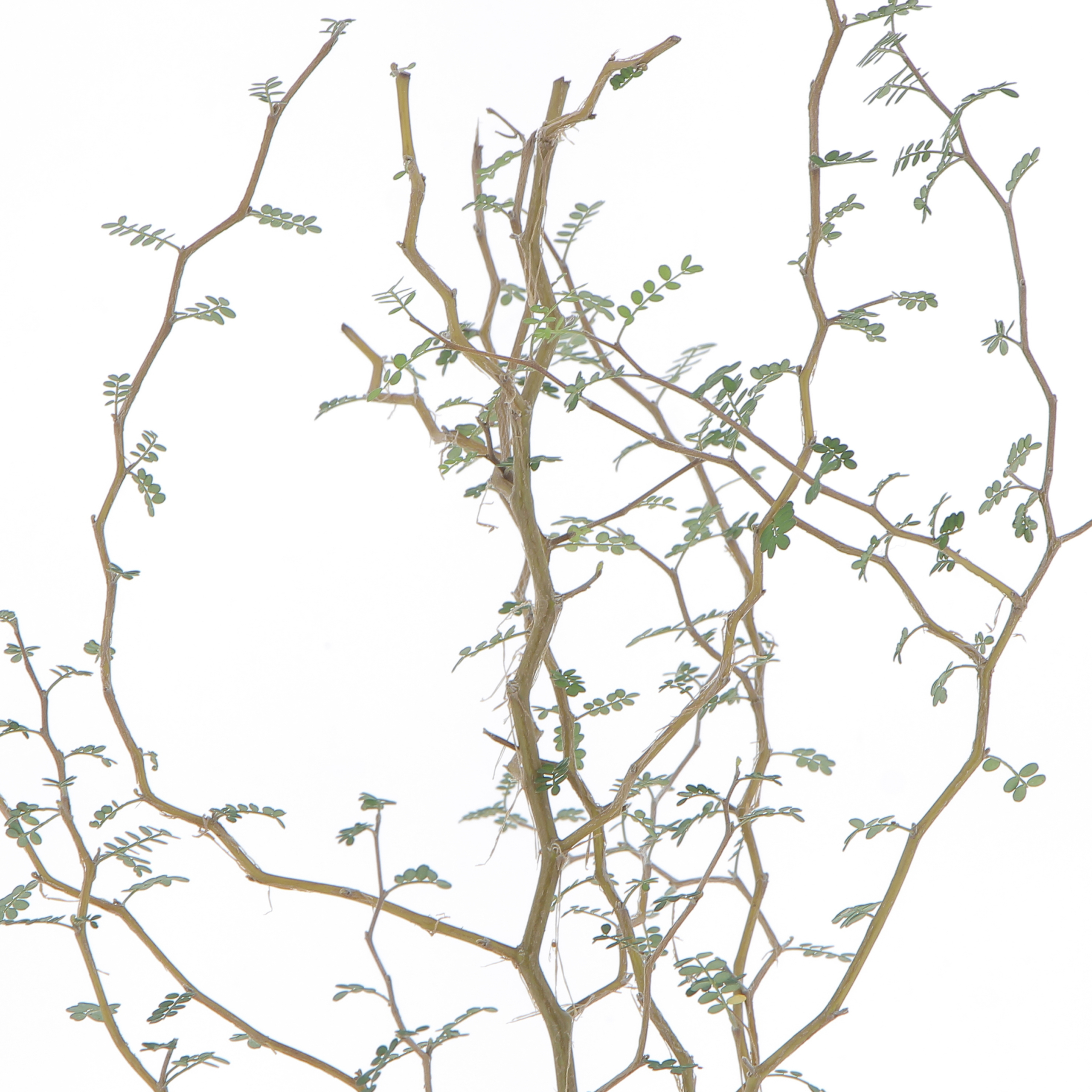 PTG-Sophora-prostrata-little-baby-v12-h35-45_part1