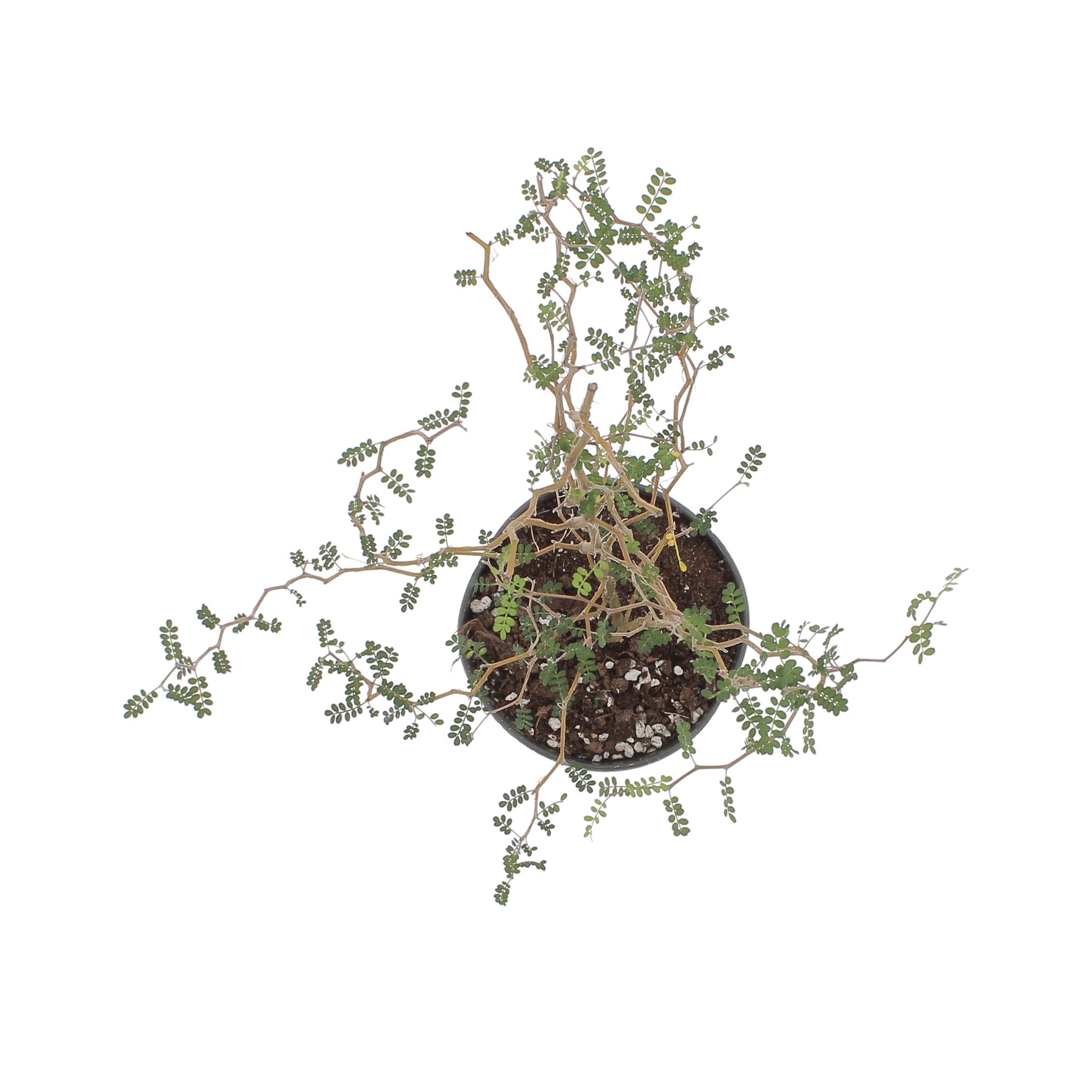 PTG-Sophora-prostrata-little-baby-v12-h35-45_sopra