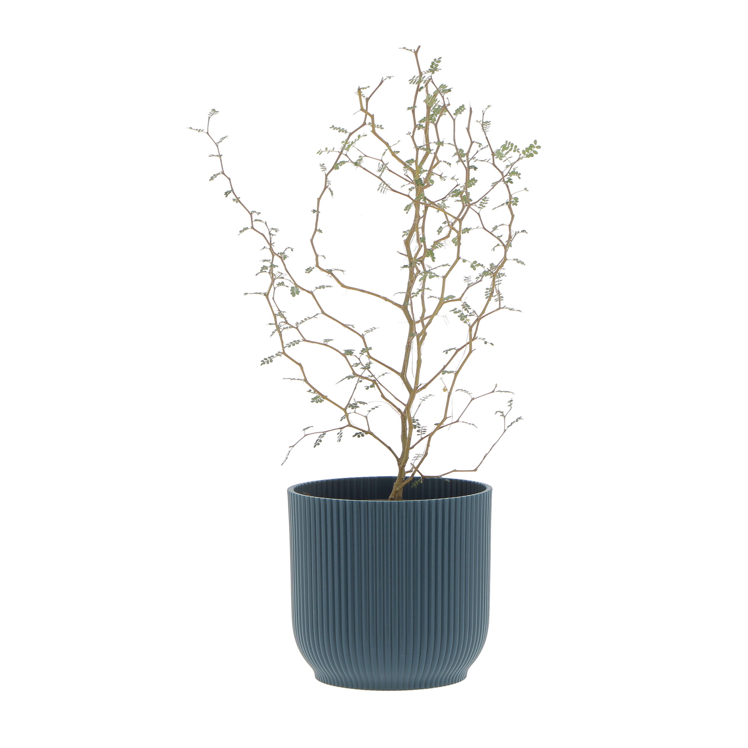 PTG-Sophora-prostrata-little-baby-v12-h35-45_vibes-14-deep-blue