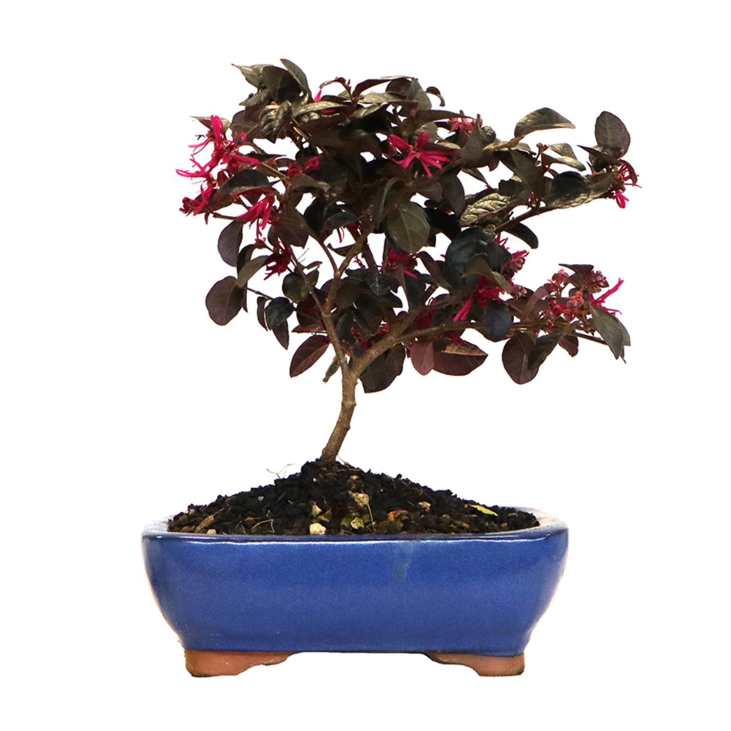Bonsai loropetalum (1)