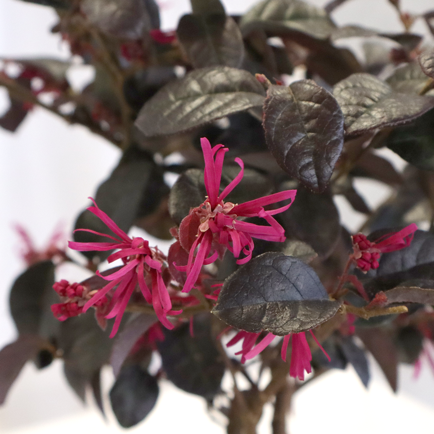 Bonsai loropetalum (2)