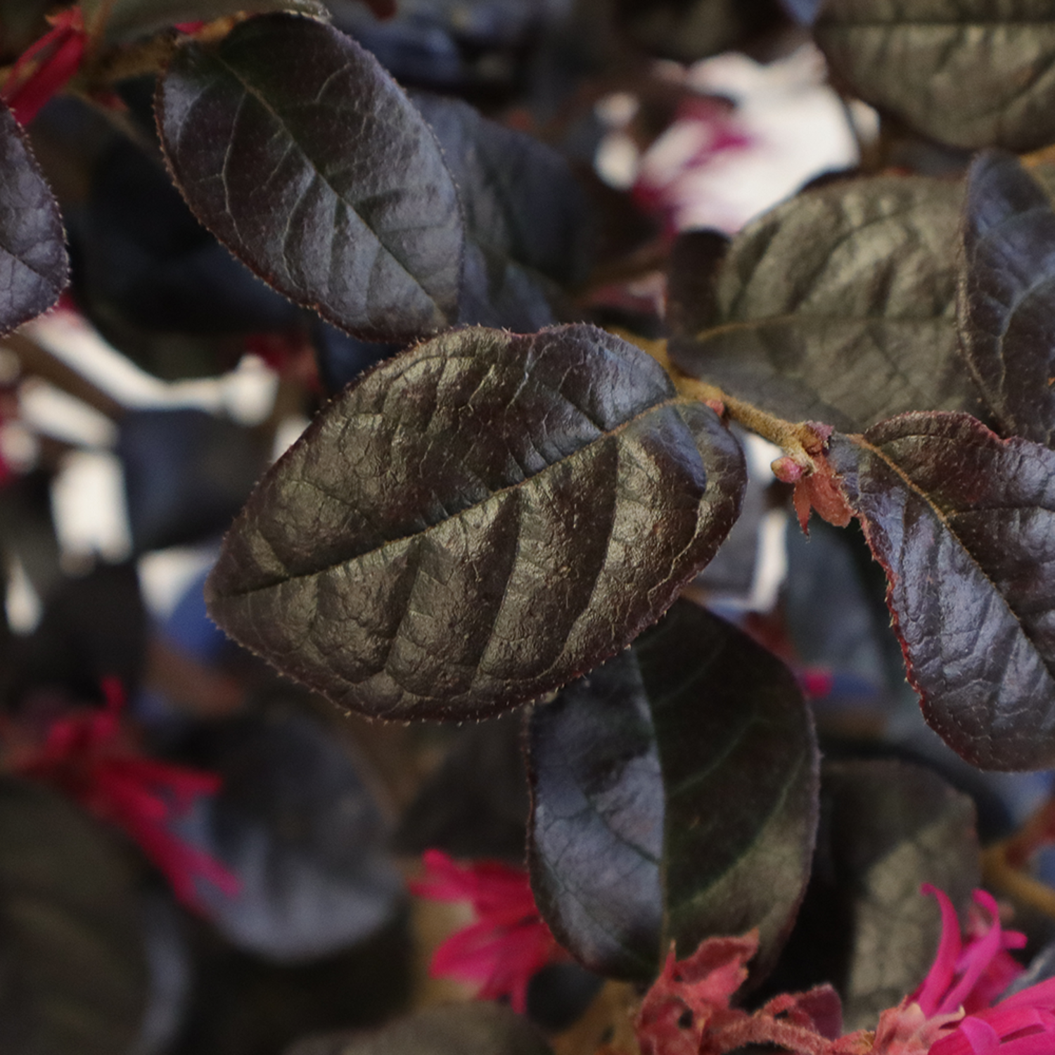 Bonsai loropetalum (3)