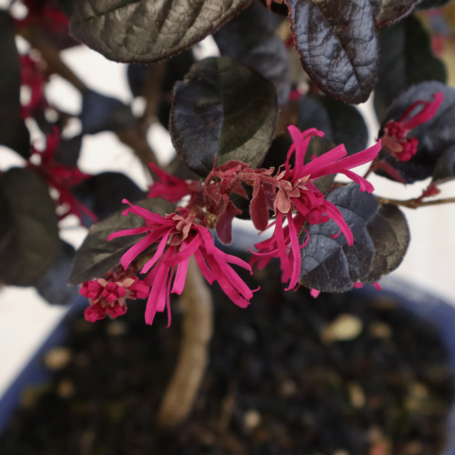 Bonsai loropetalum (4)