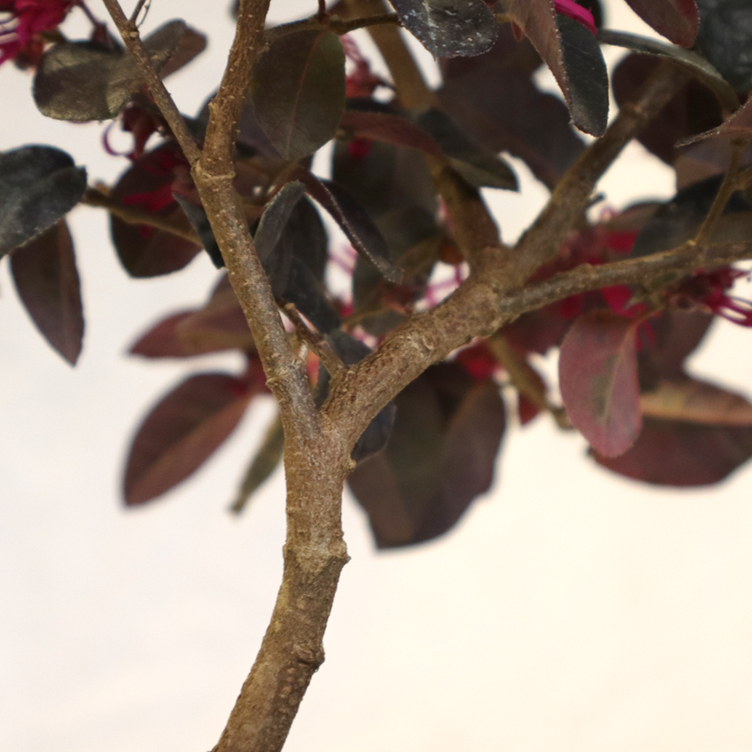 Bonsai loropetalum (5)