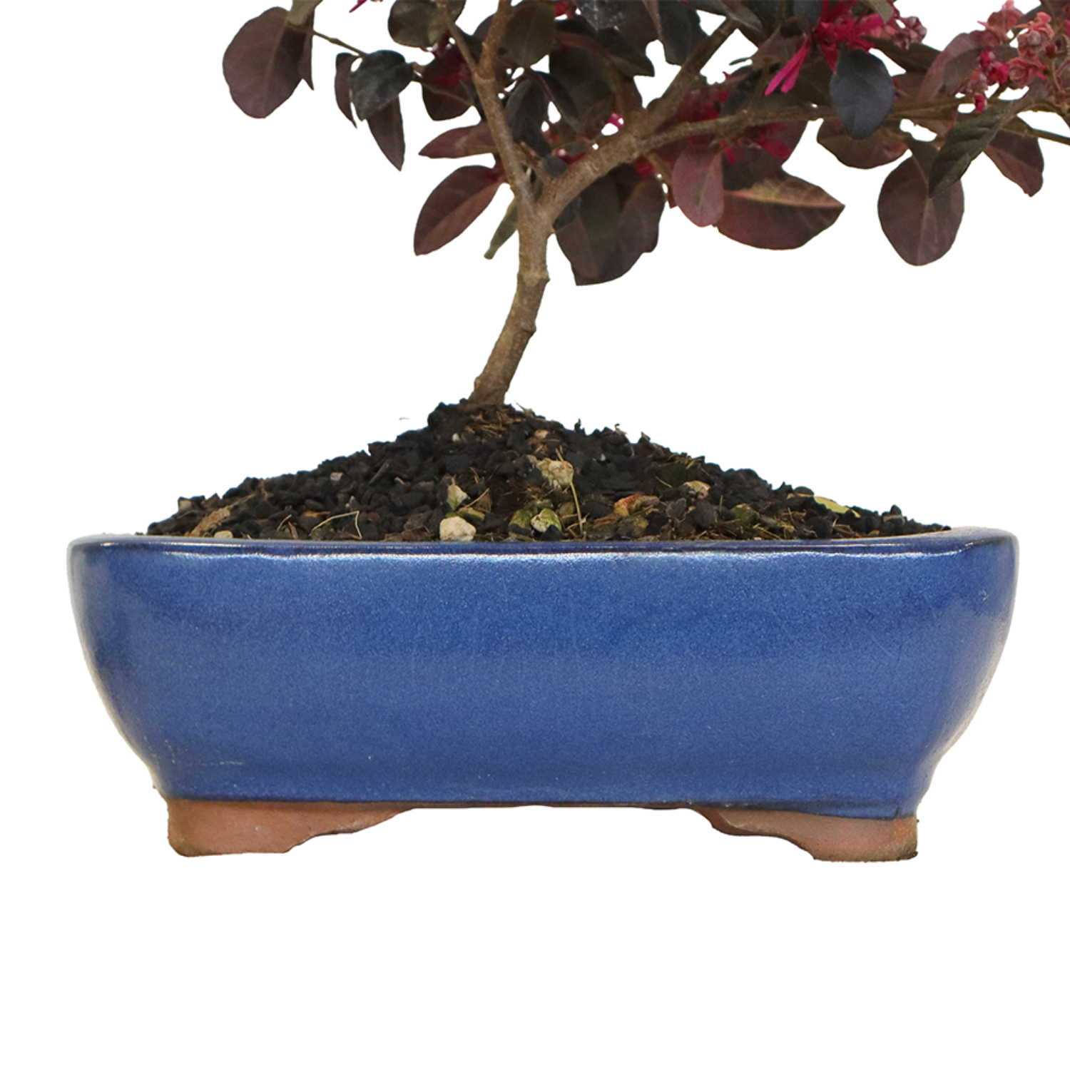 Bonsai loropetalum (6)