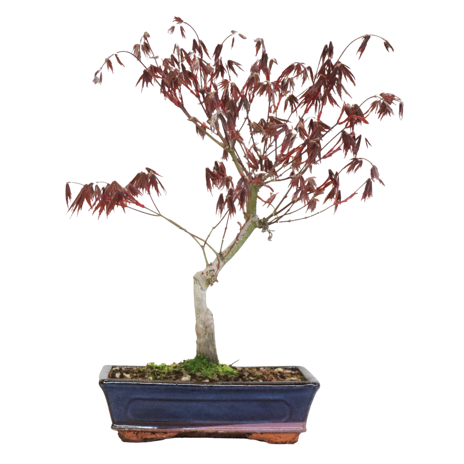 Bonsai acer palmatum yamamomiji