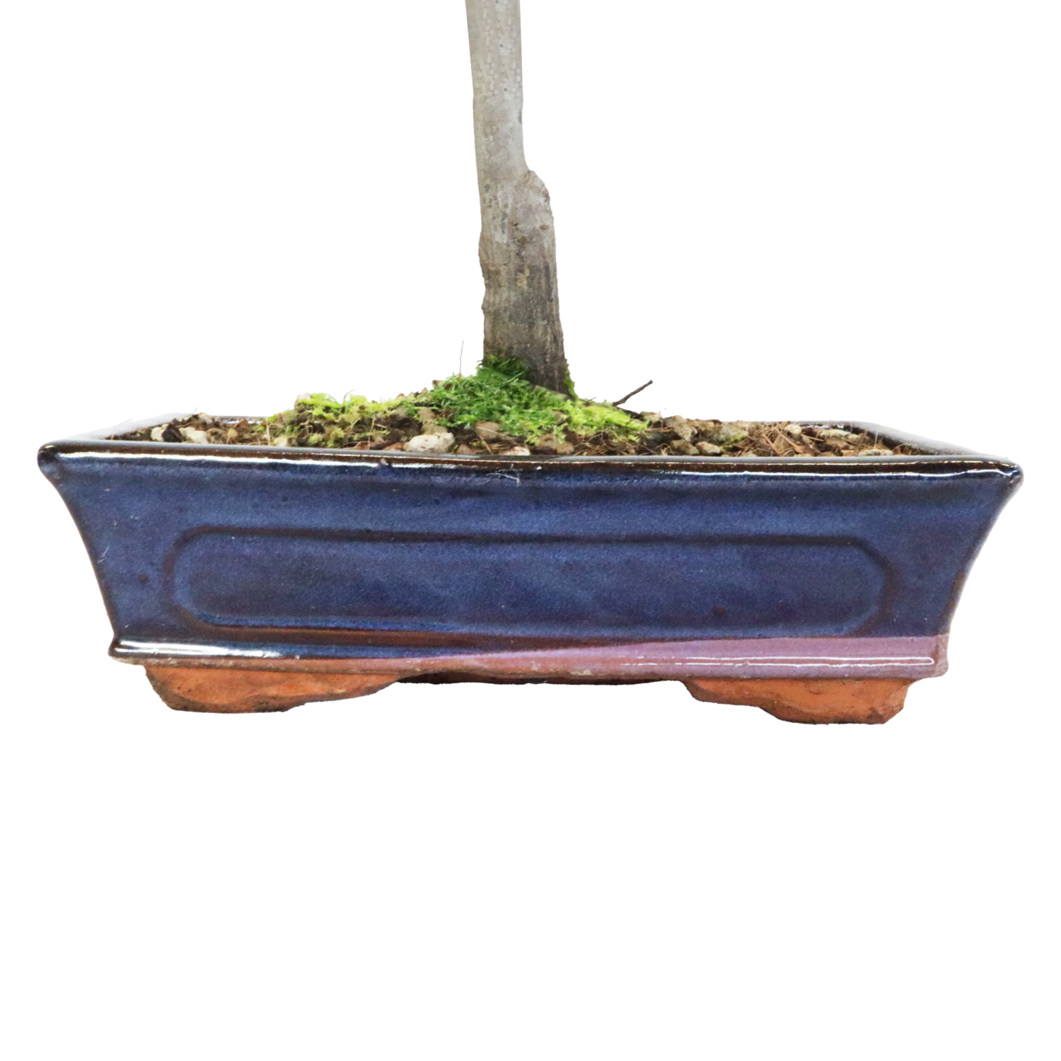 Bonsai acer yamamomiji