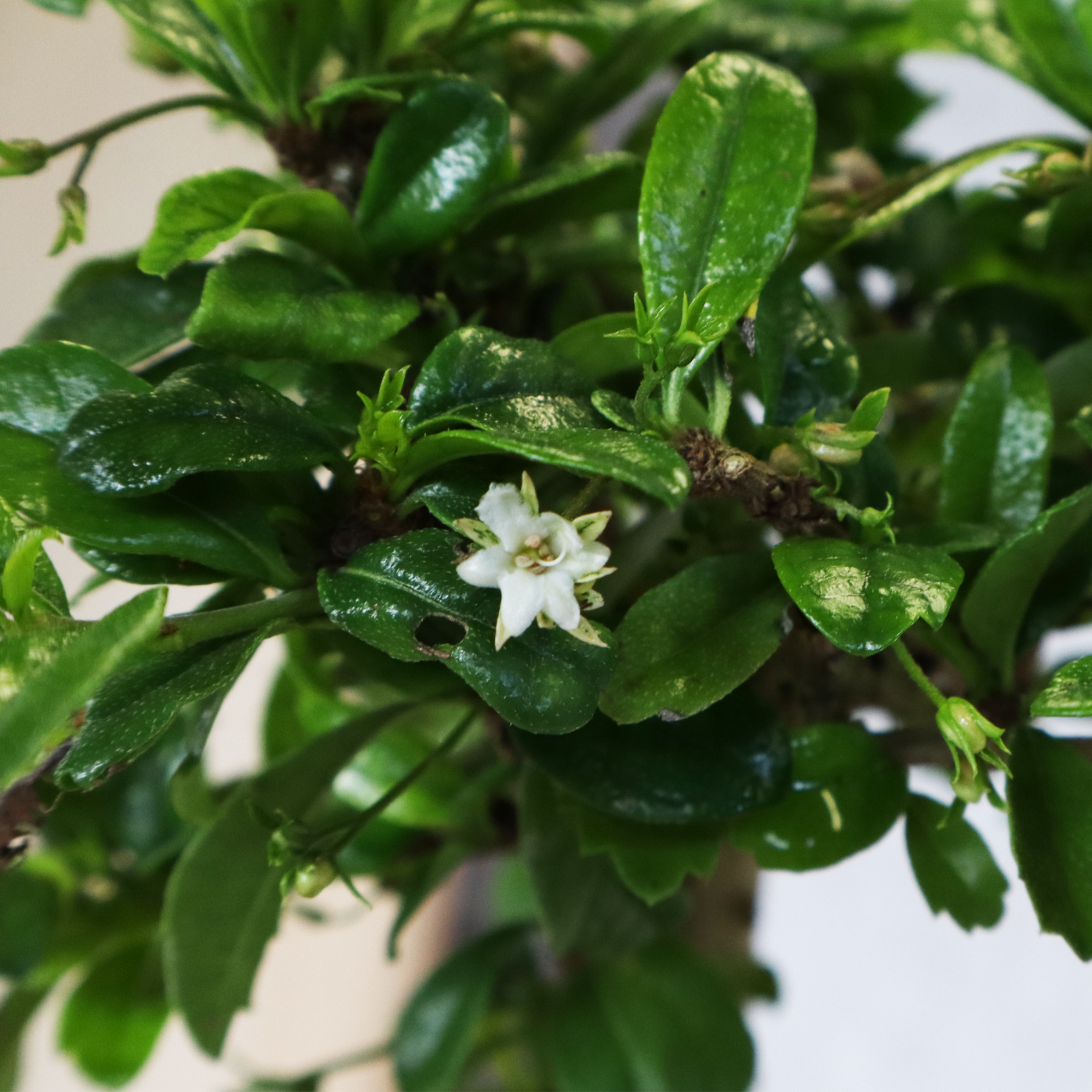 Bonsai carmona