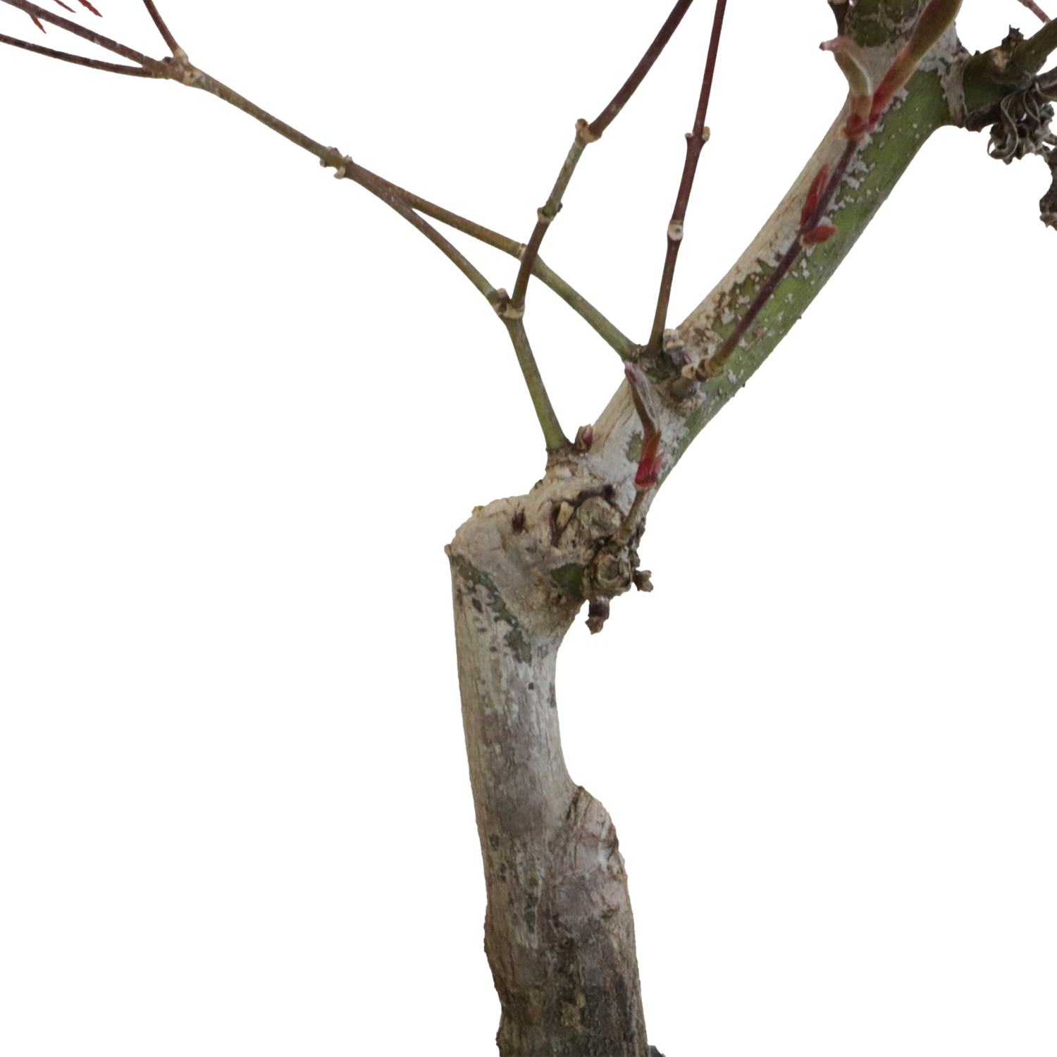 bonsai acero palmatum yamamomiji