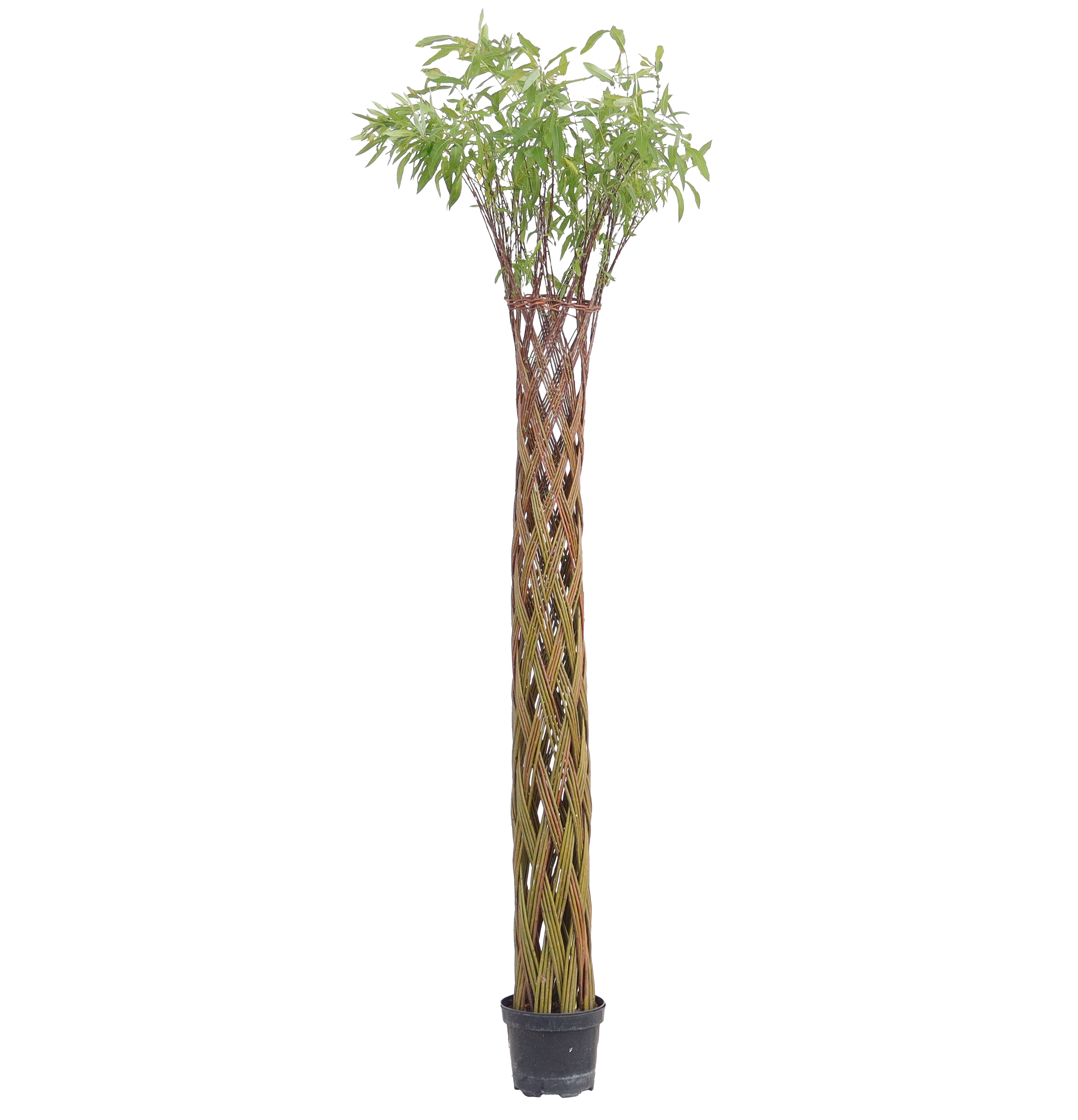 Pianta 1