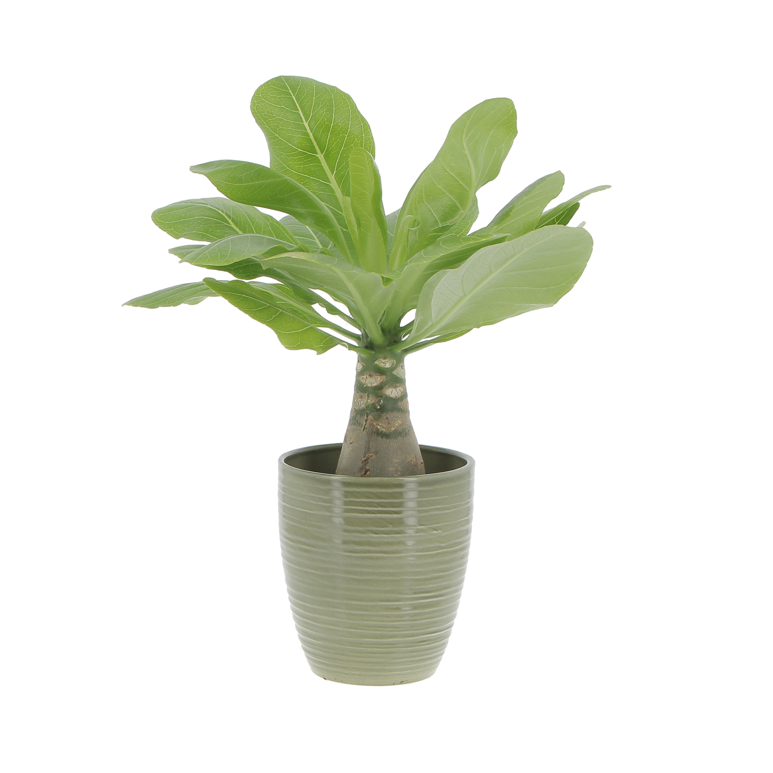 PTG-Brighamia-Insignis-v12-h30-40_669-14-glass-olive