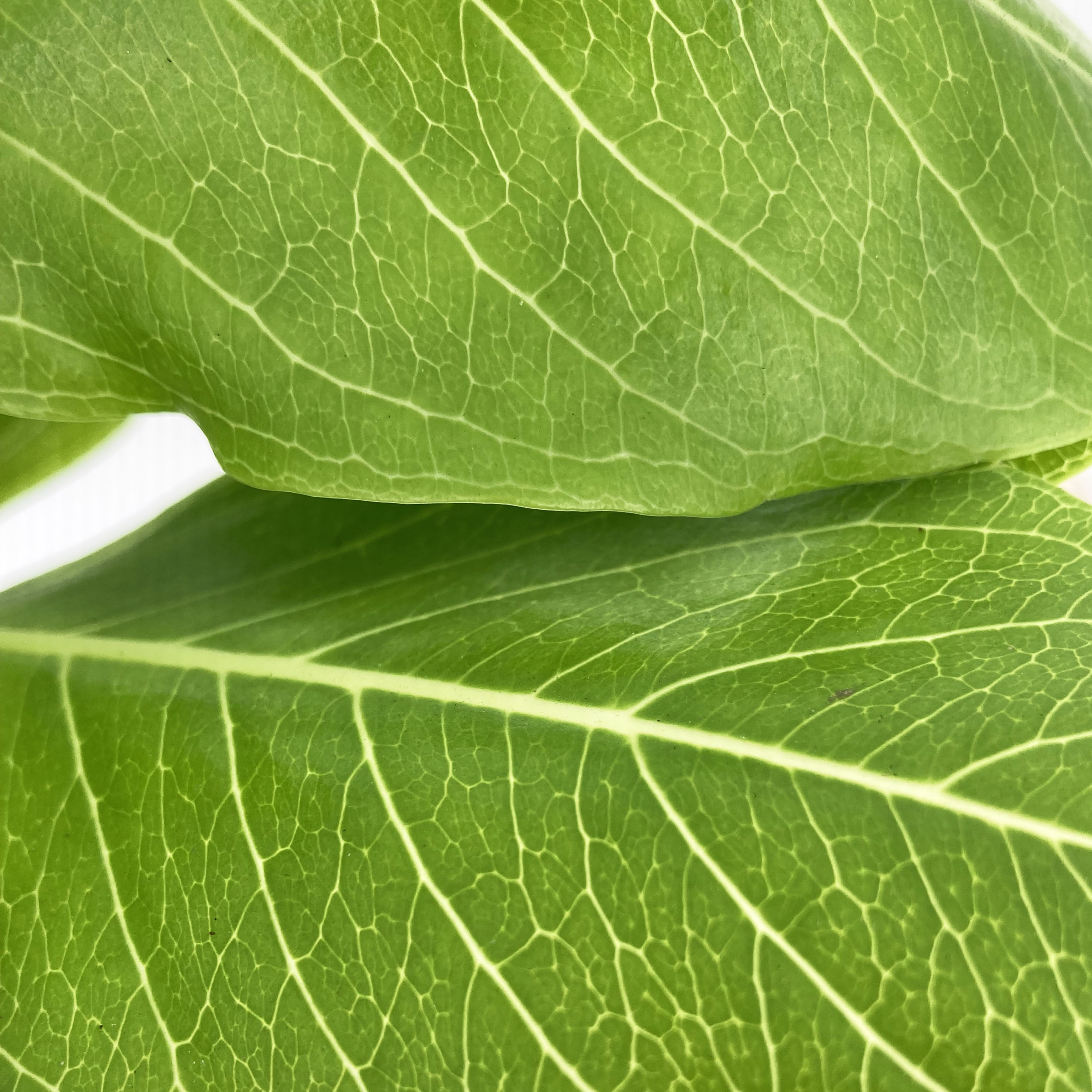 PTG-Brighamia-Insignis-v12-h30-40_part1