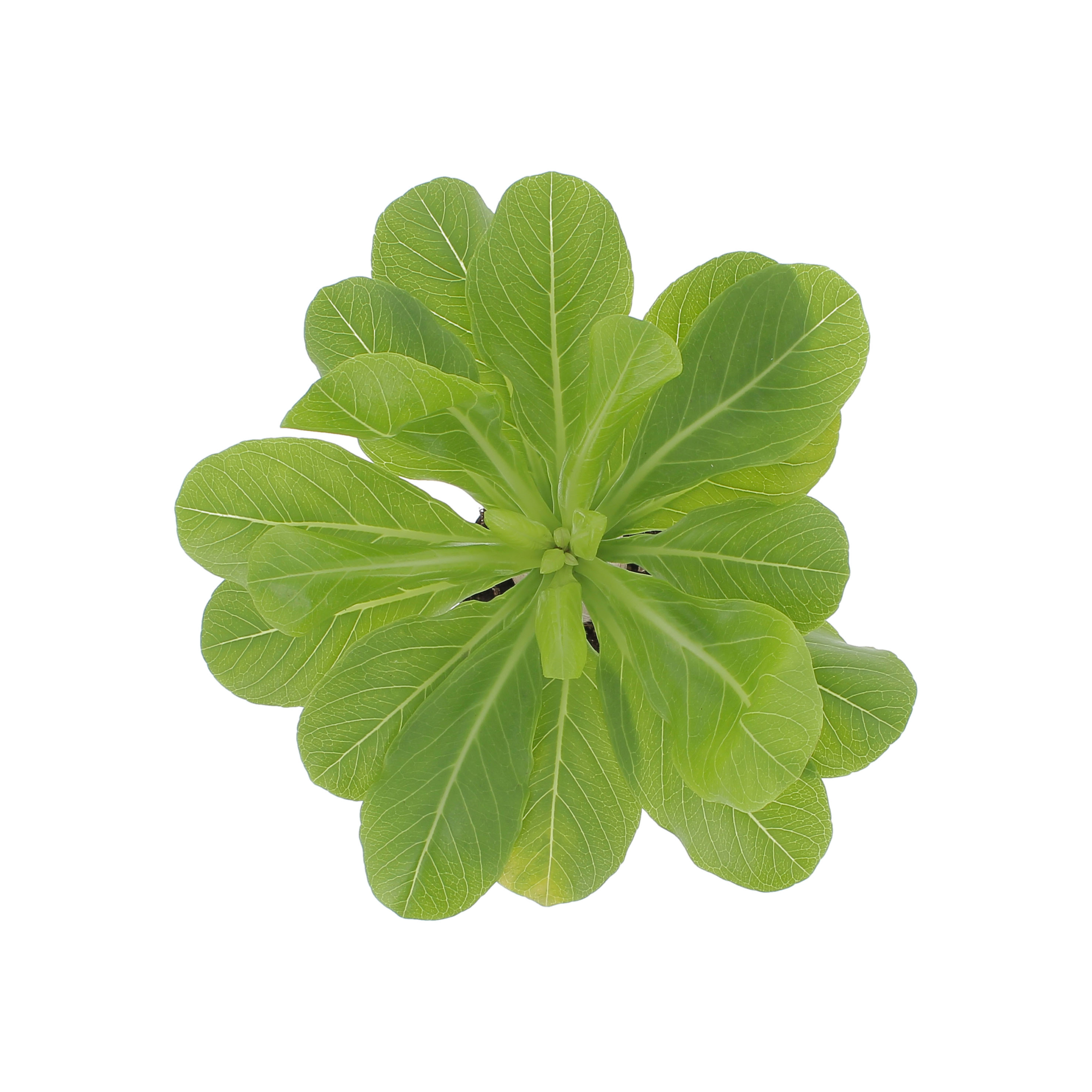 PTG-Brighamia-Insignis-v12-h30-40_sopra