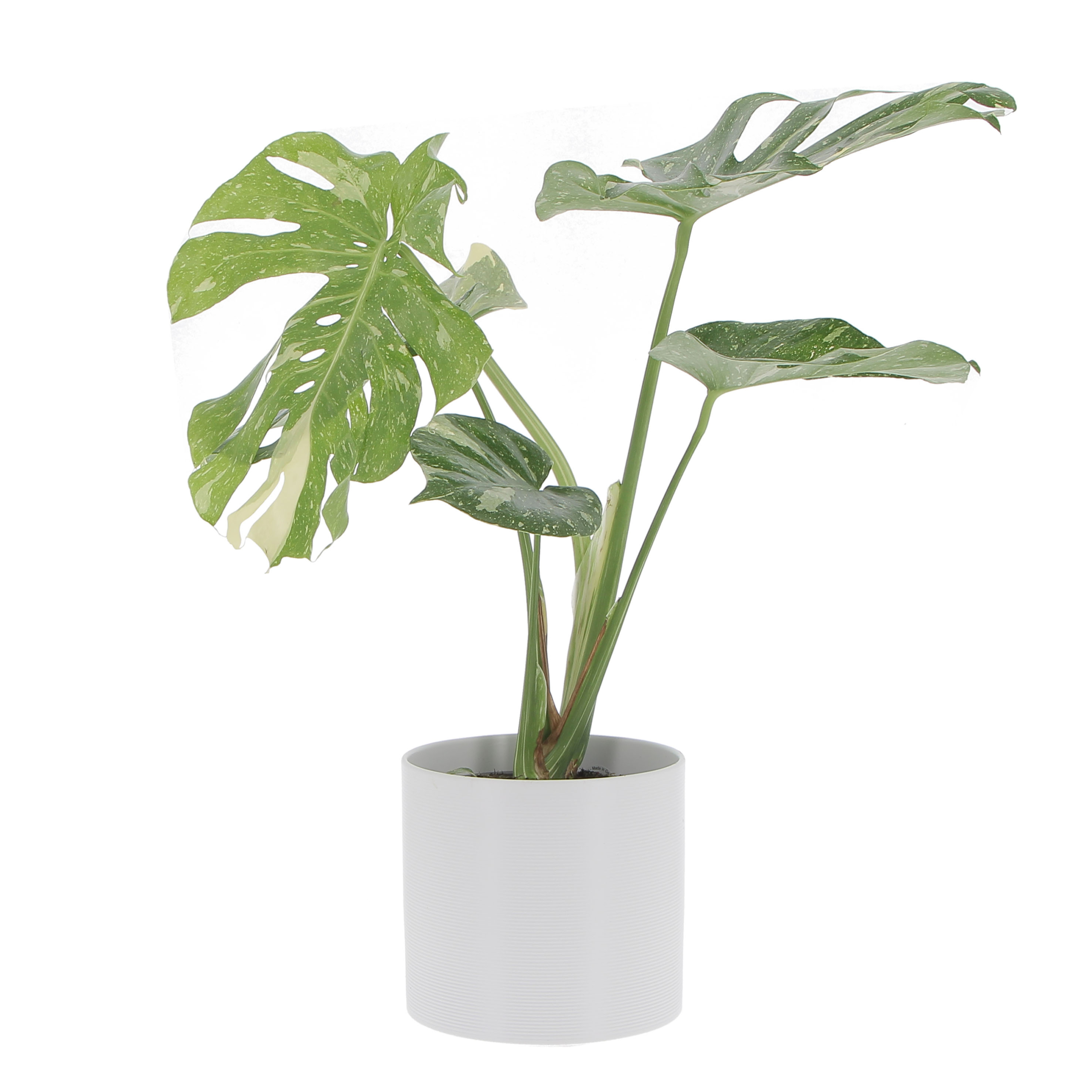 PTG-Monstera-thay-collection-v17-h60-70cm_828-19-panna