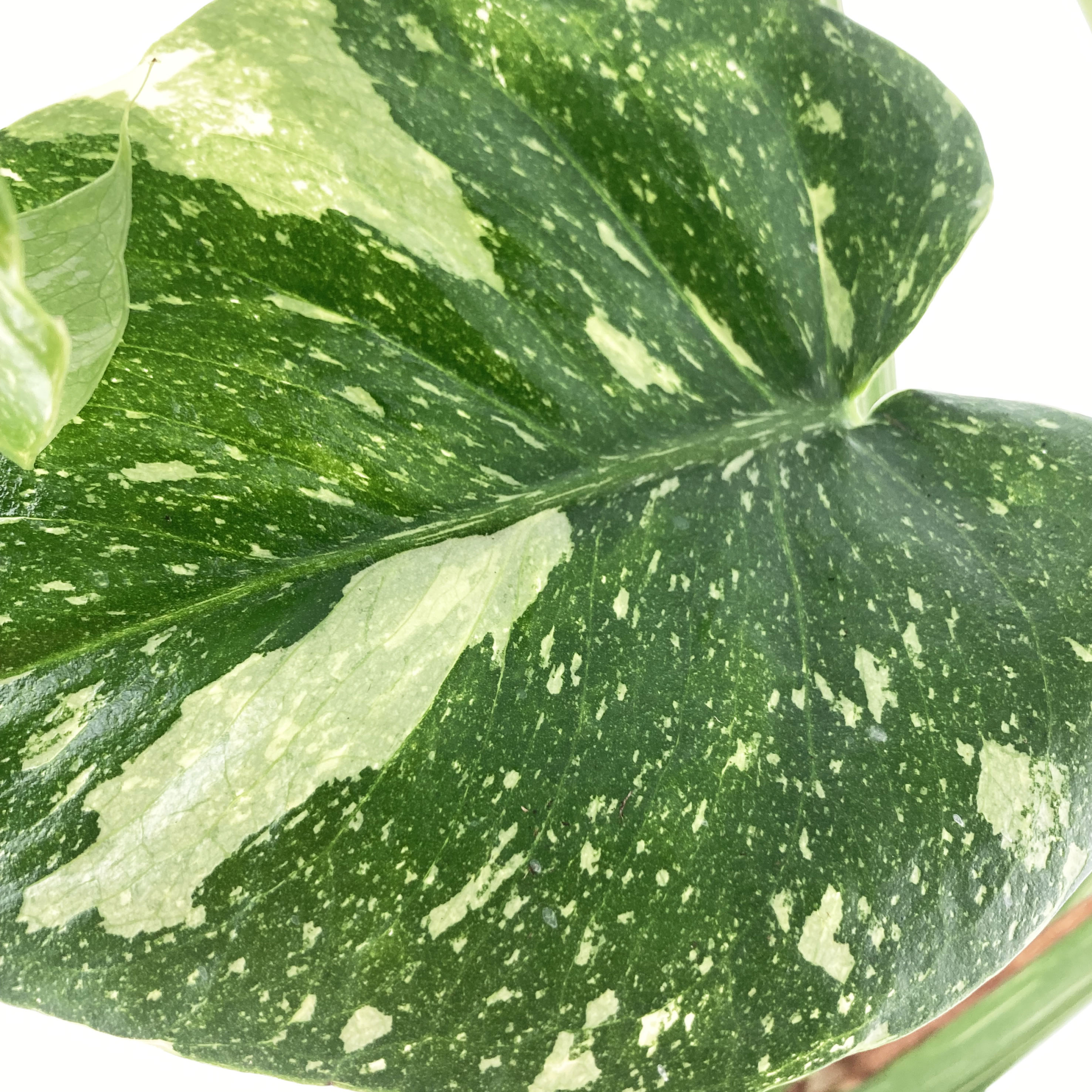 PTG-Monstera-thay-collection-v17-h60-70cm_part1