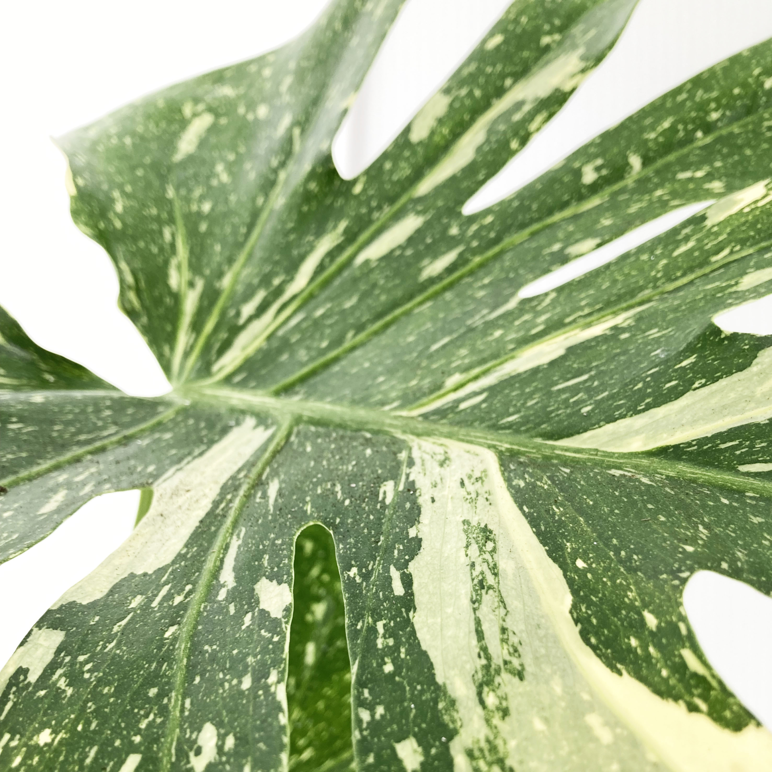 PTG-Monstera-thay-collection-v17-h60-70cm_part2