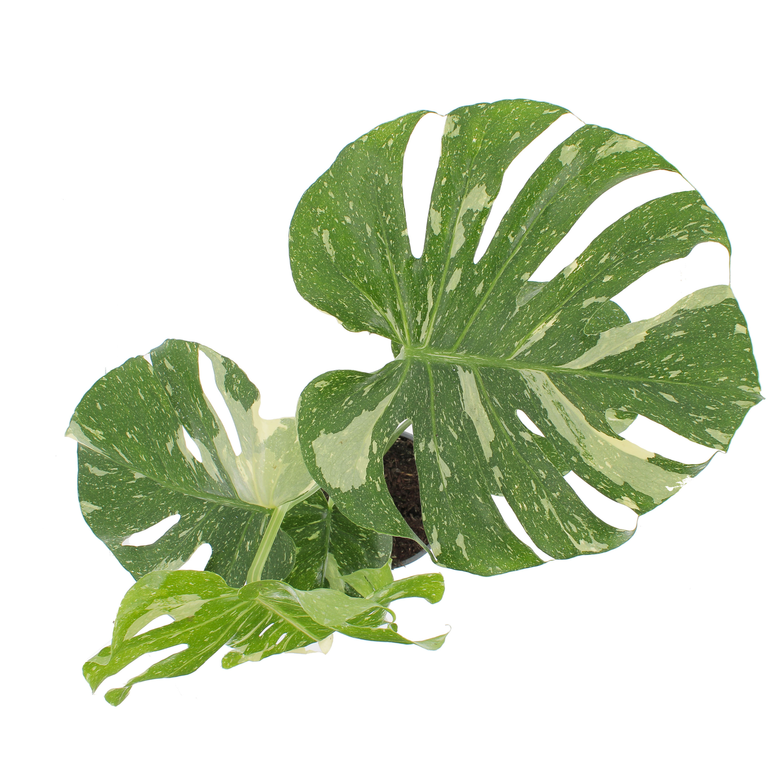 PTG-Monstera-thay-collection-v17-h60-70cm_sopra