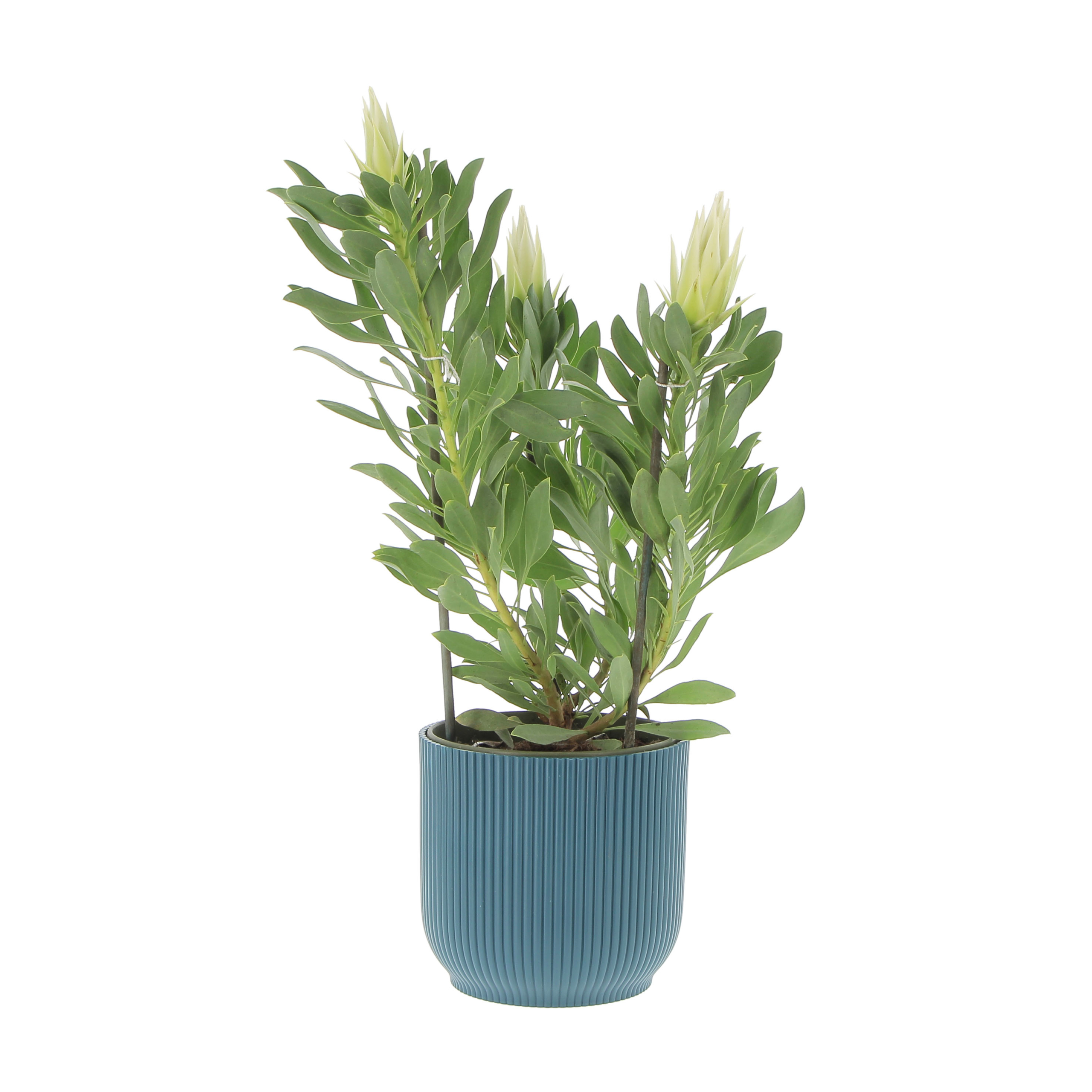 PTG-Protea-White-Crown-v17-h50-60_elho-vibes-18-deep-blue