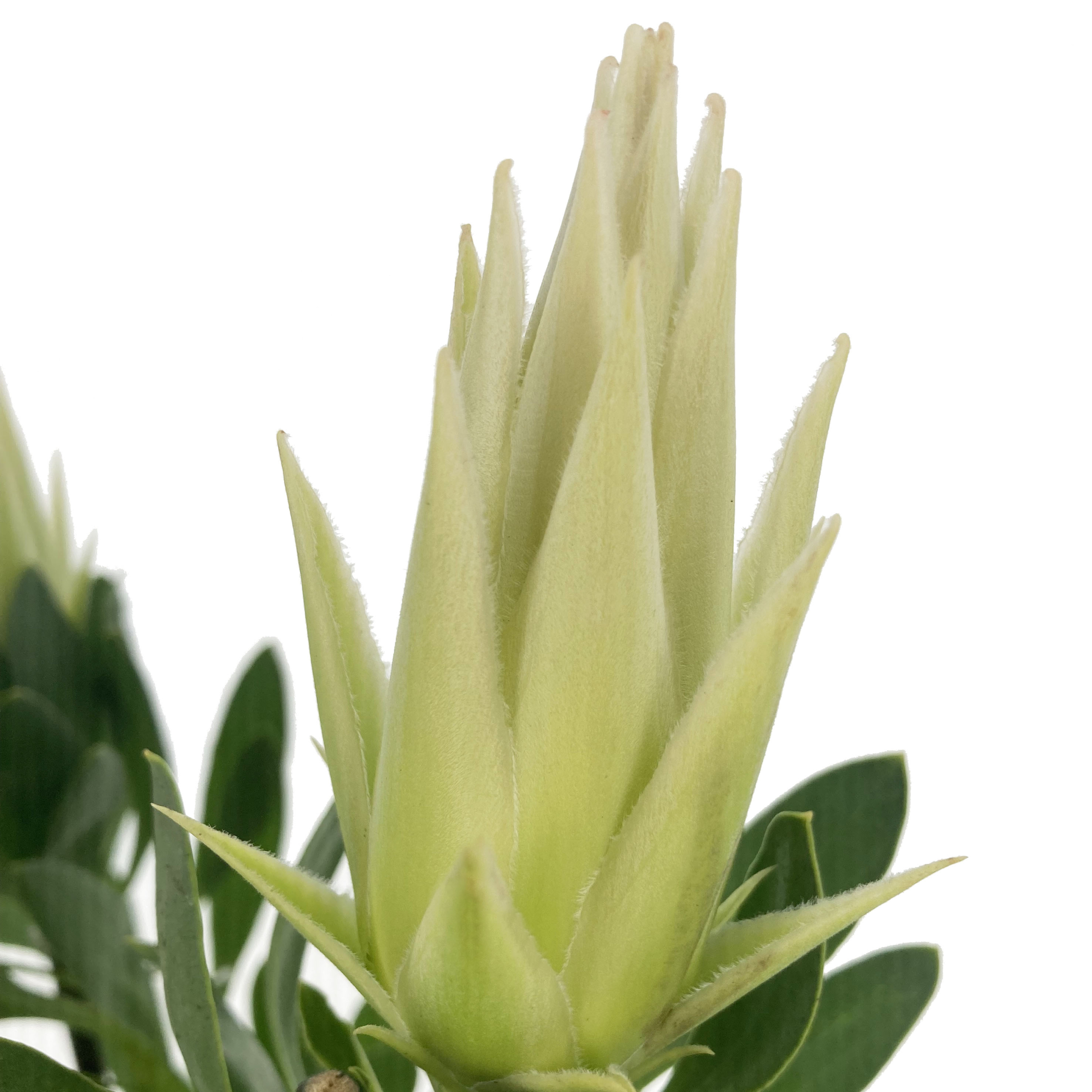PTG-Protea-White-Crown-v17-h50-60_part1