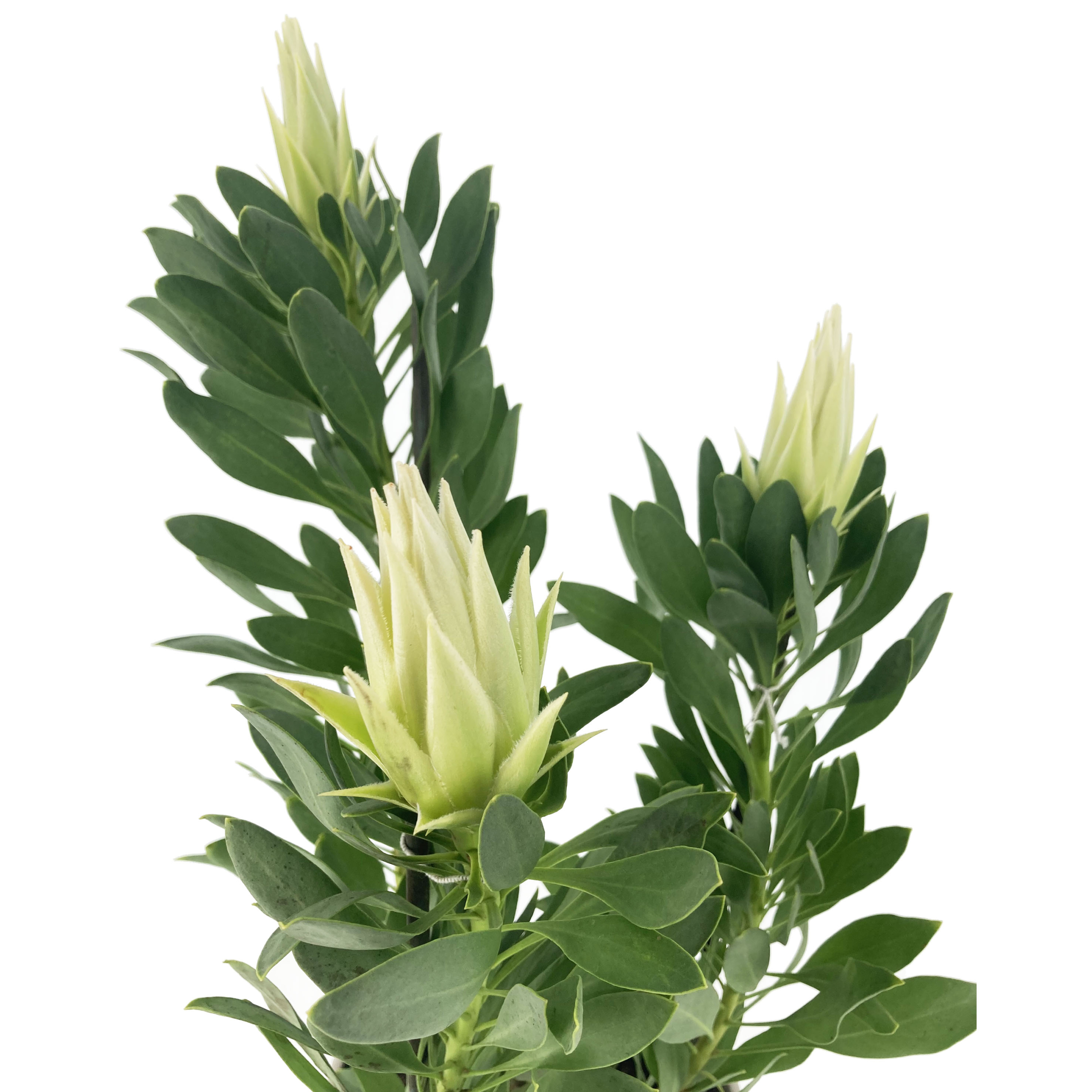 PTG-Protea-White-Crown-v17-h50-60_part2