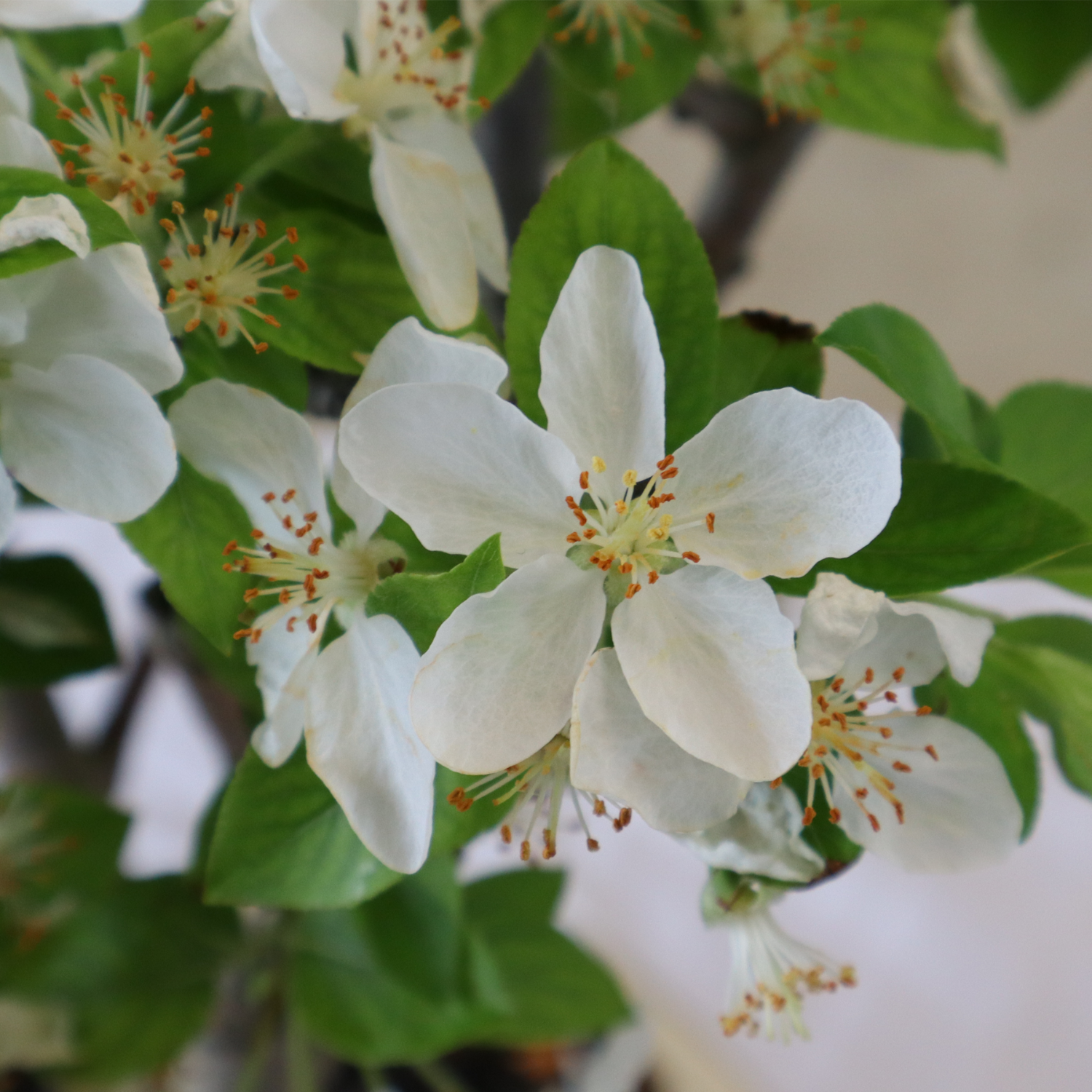 bonsai-malus-dettaglio-fiore