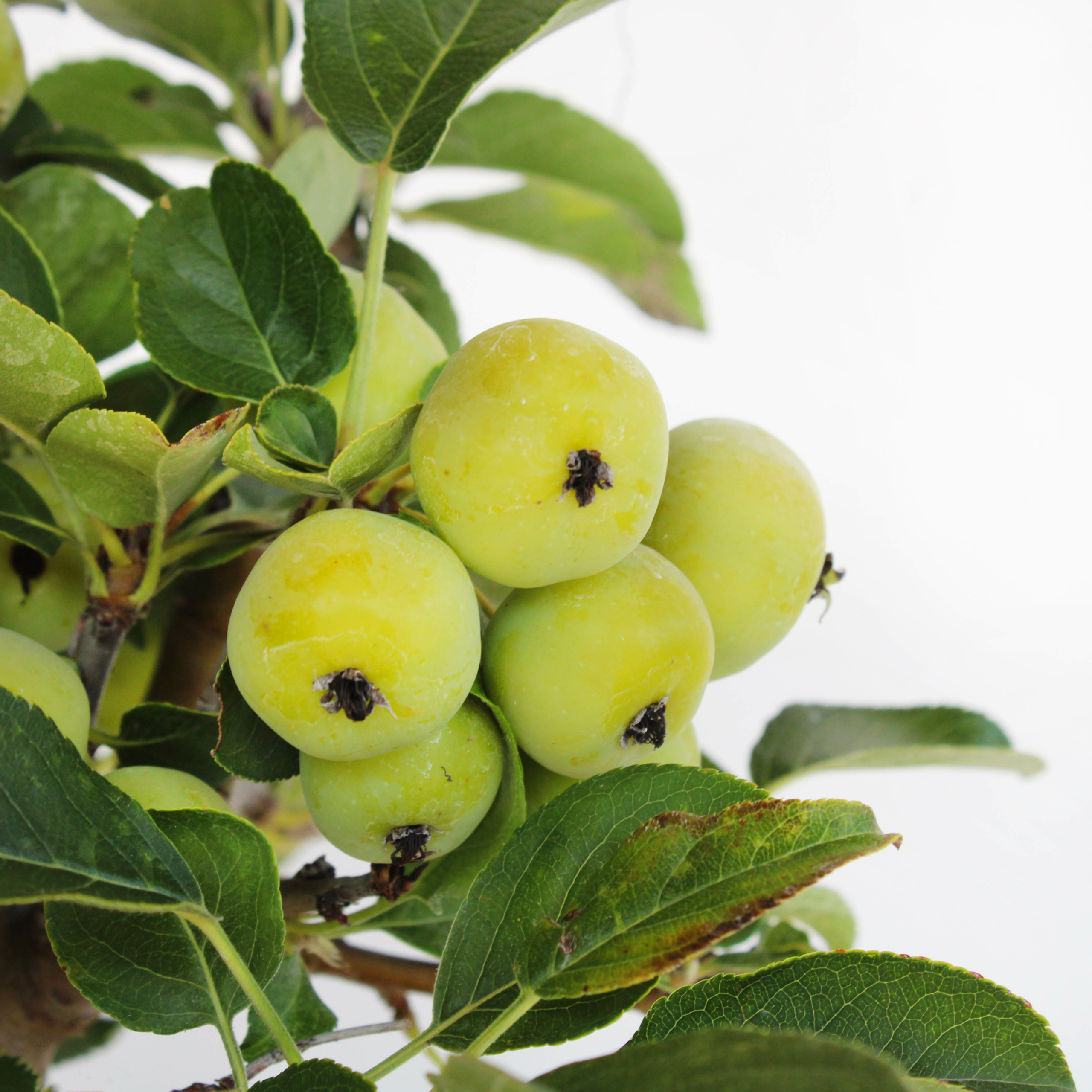 bonsai-malus-dettaglio-mele