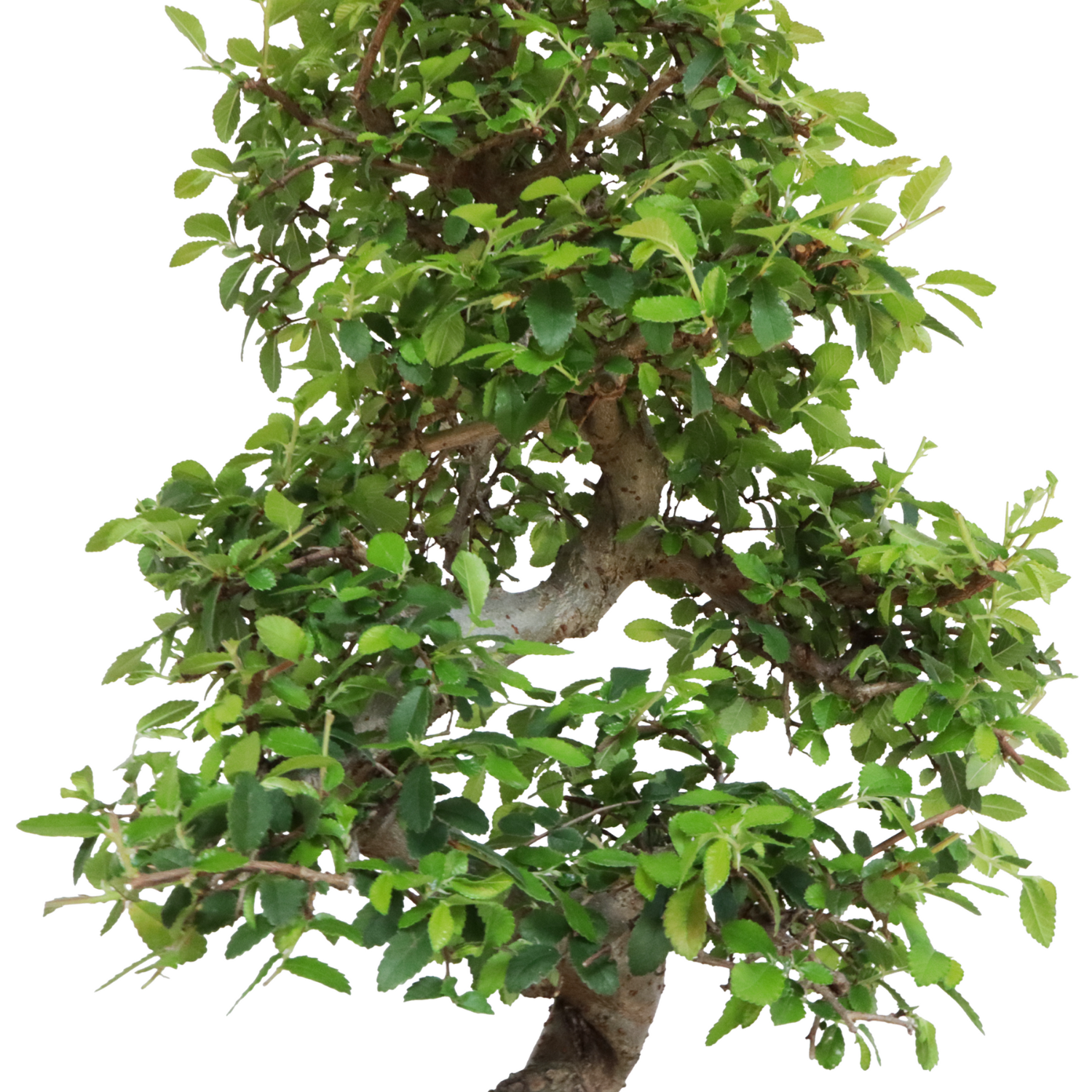vaso bonsai zelkova (1)