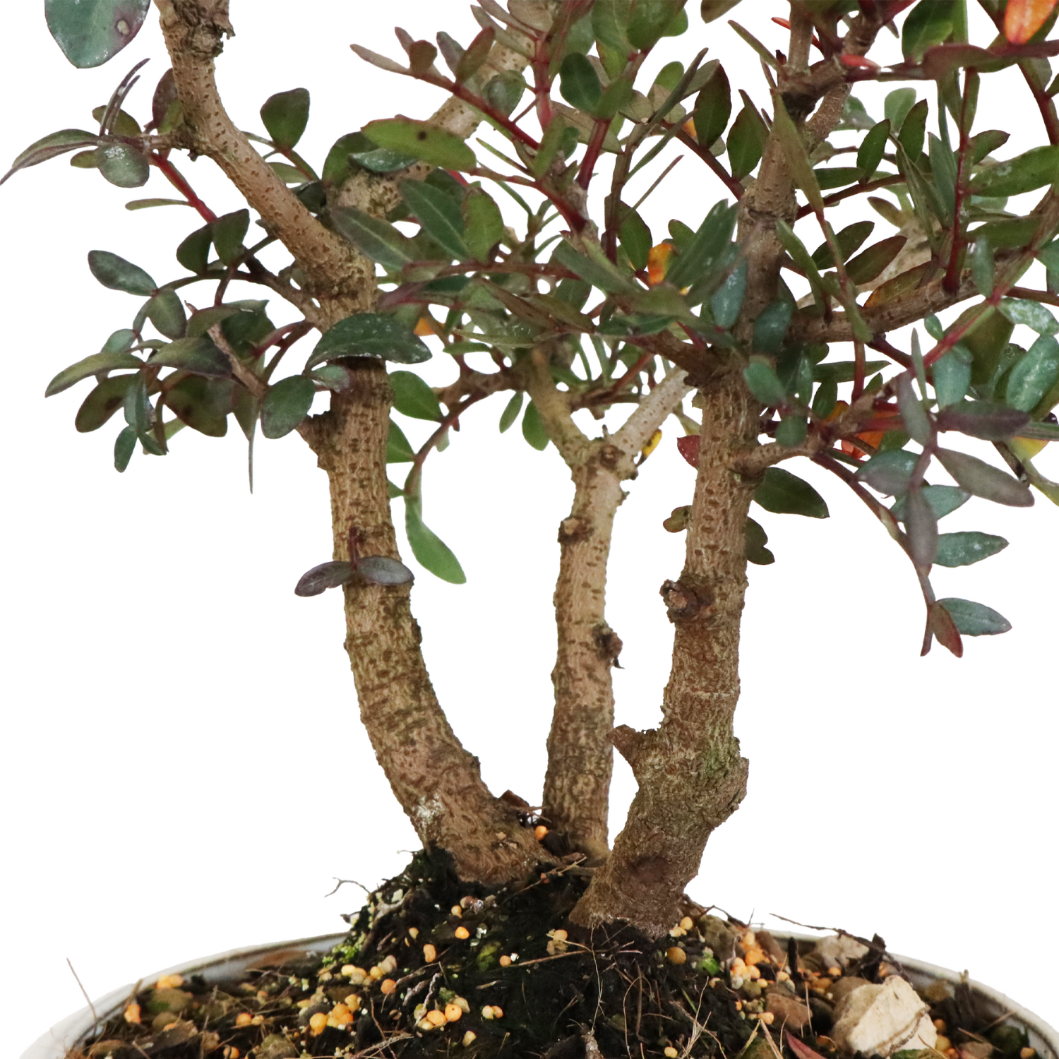 Bonsai pistacia (1)