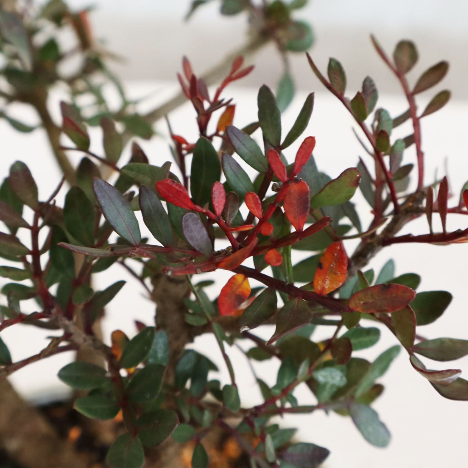 Bonsai pistacia
