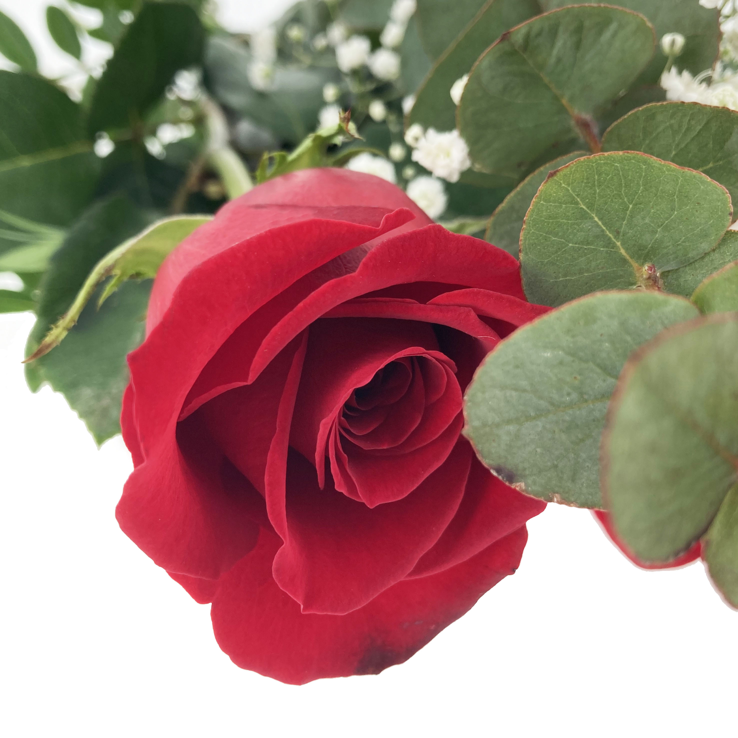 PTG-6-rose-rosse_part1