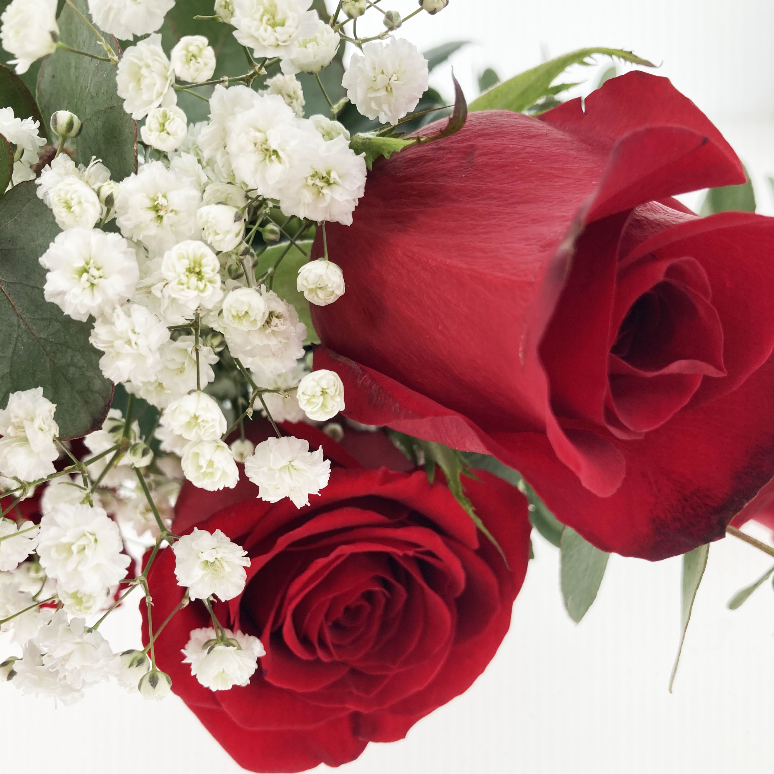 PTG-6-rose-rosse_part2