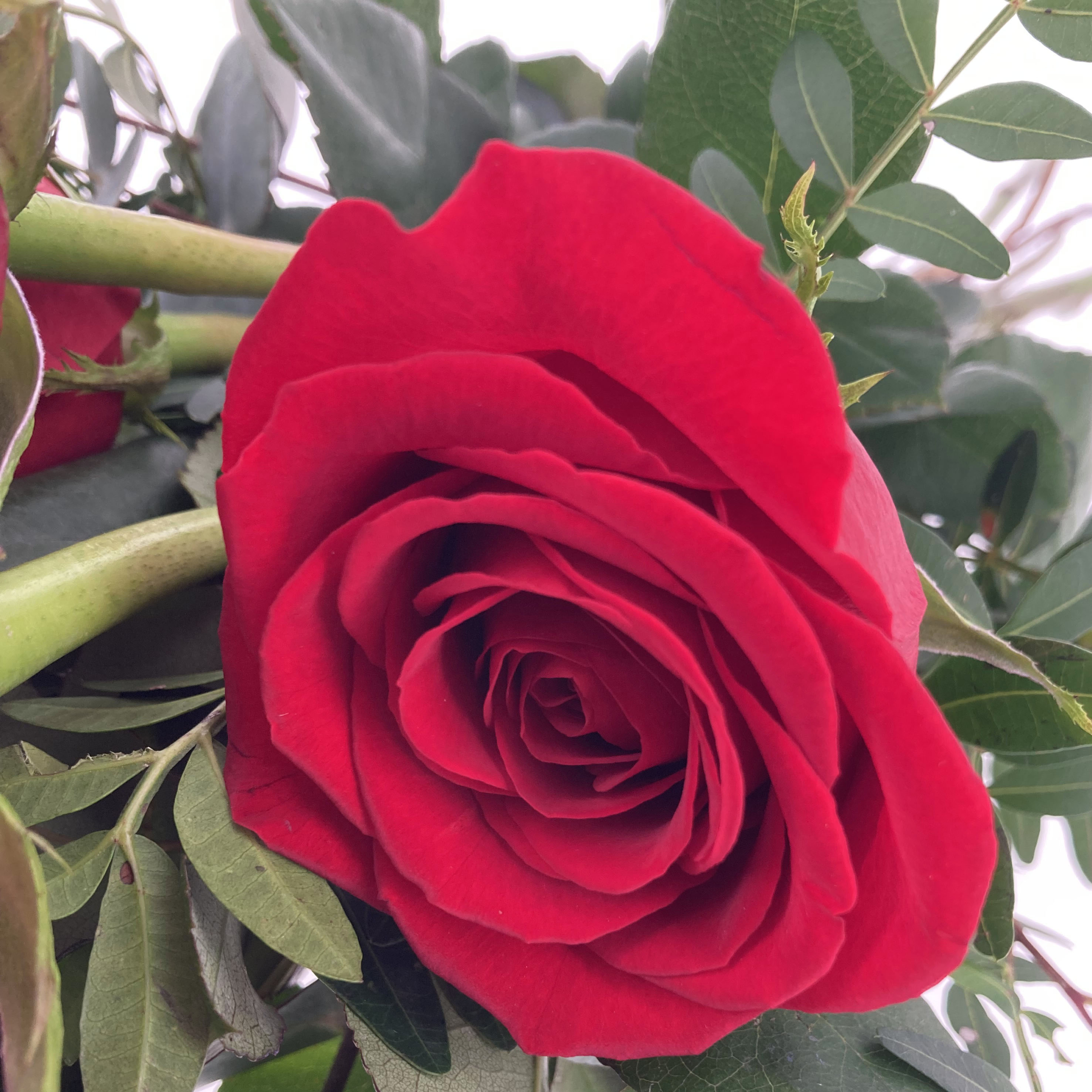 PTG-8-rose-rosse_part1